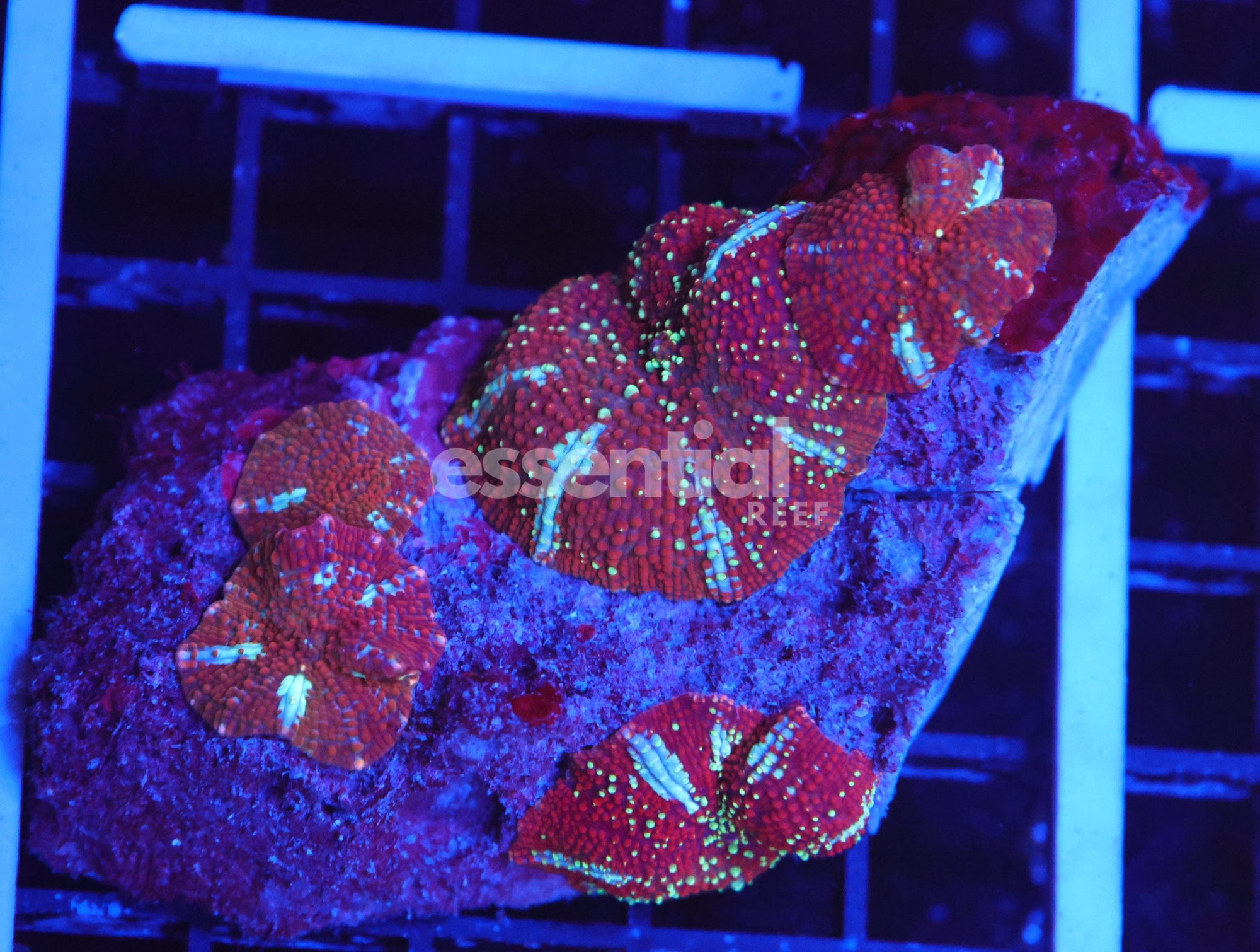 Watermarked - B148 - RED DEVIL DISCO MUSHROOM