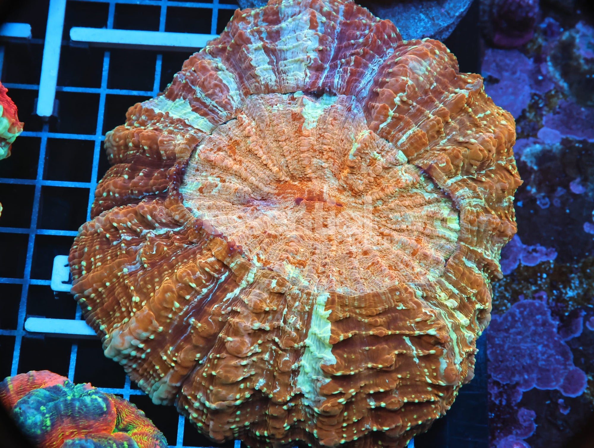 Watermarked - B15 -INDO STRIPED POT OF GOLD ACANTHOPHYLLIA