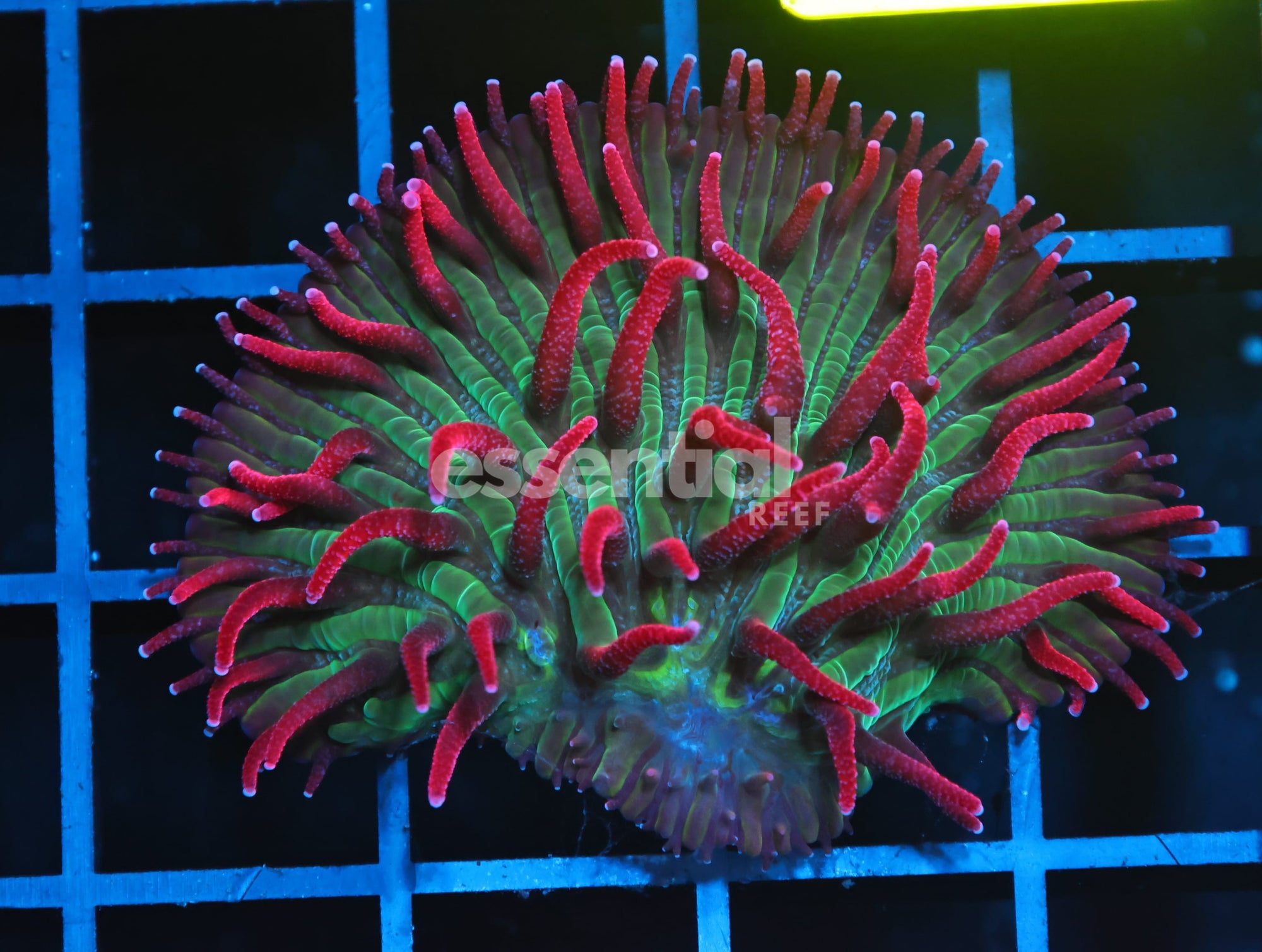 Watermarked - B150 - INDO WATERMELON JOLLY RANCHER DIASERIS