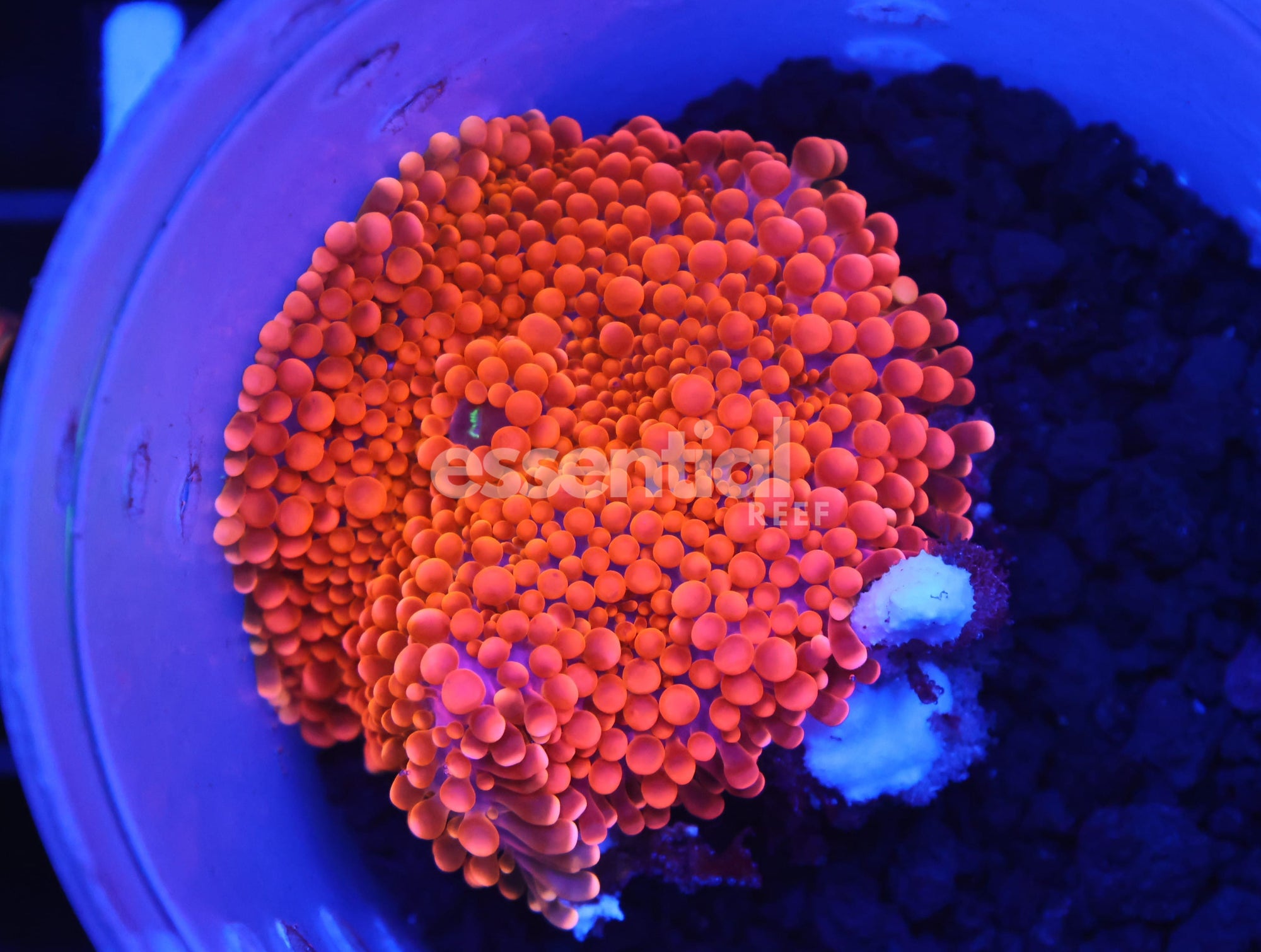 Watermarked - B153 - Blood Orange Ricordea Mushroom