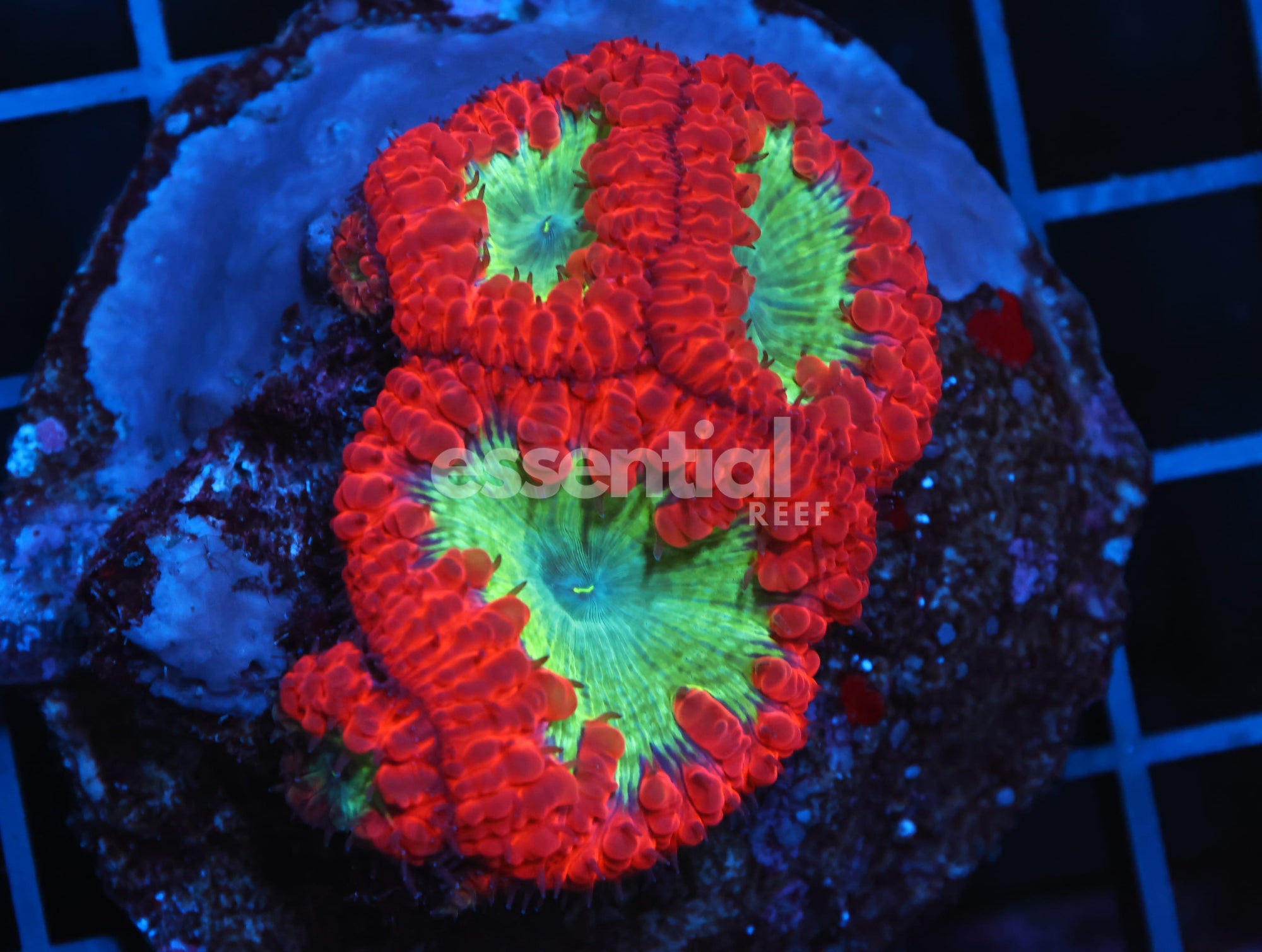 Watermarked - B155 - INDO CRIMSON GLOWLIGHT BLASTO