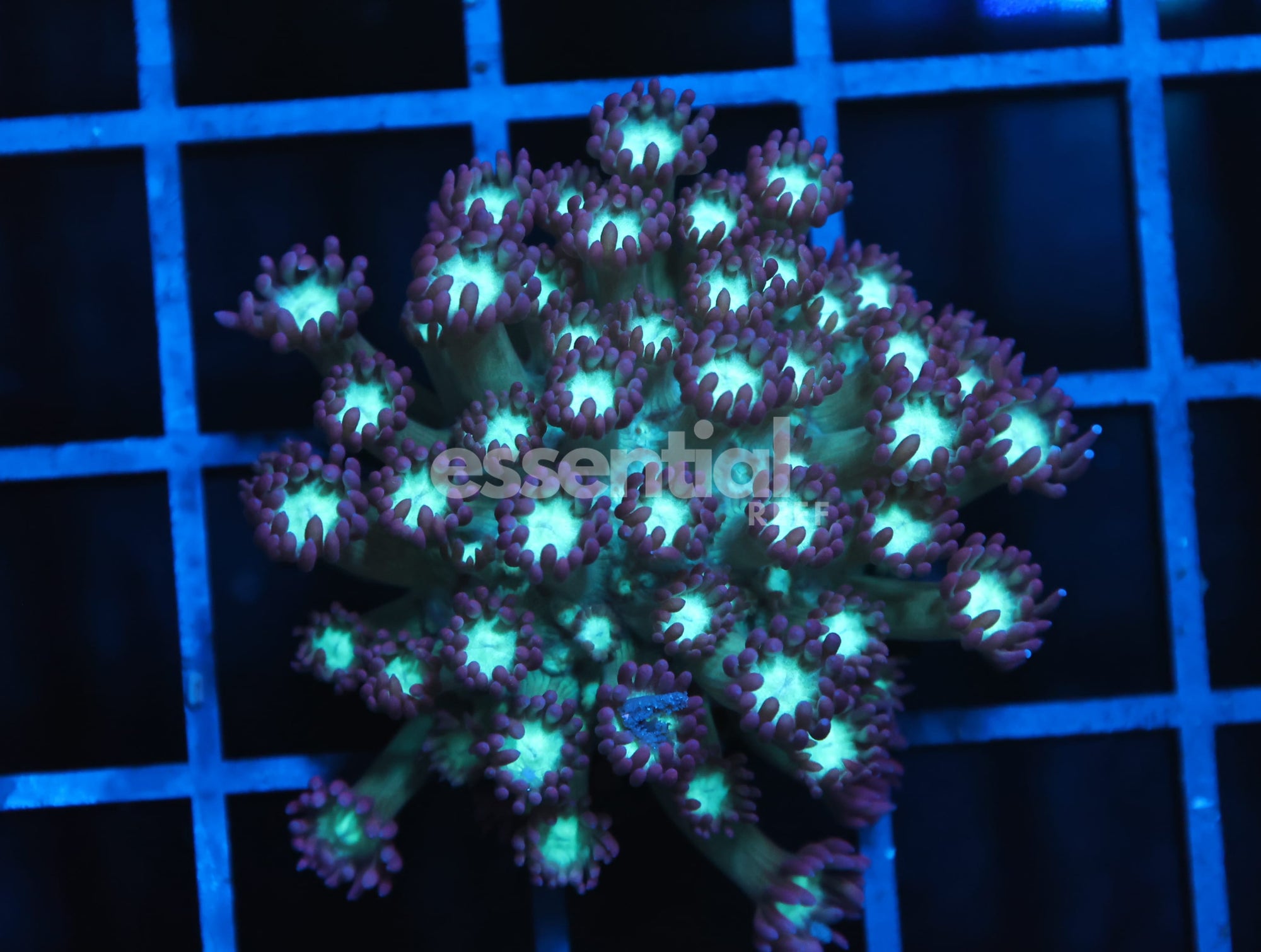 Watermarked - B156 - INDO BLOW POP GONIOPORA