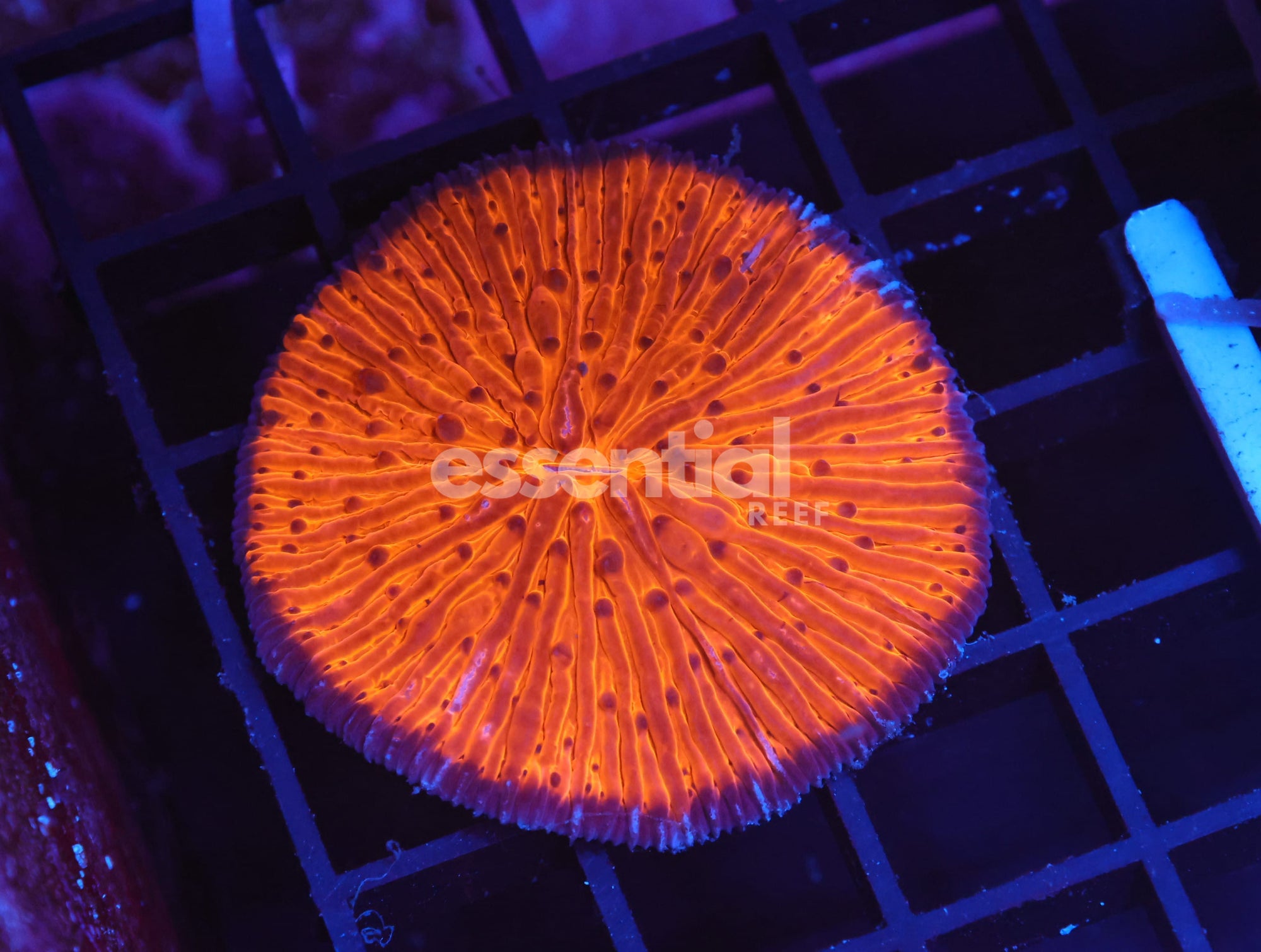 Watermarked - B157 - Indo Bright Orange Fungia