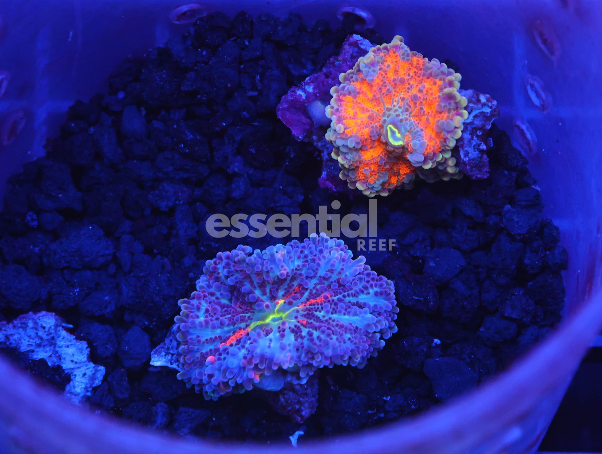 Watermarked - B19 -2Pk Ultra Ricordea Mushroom