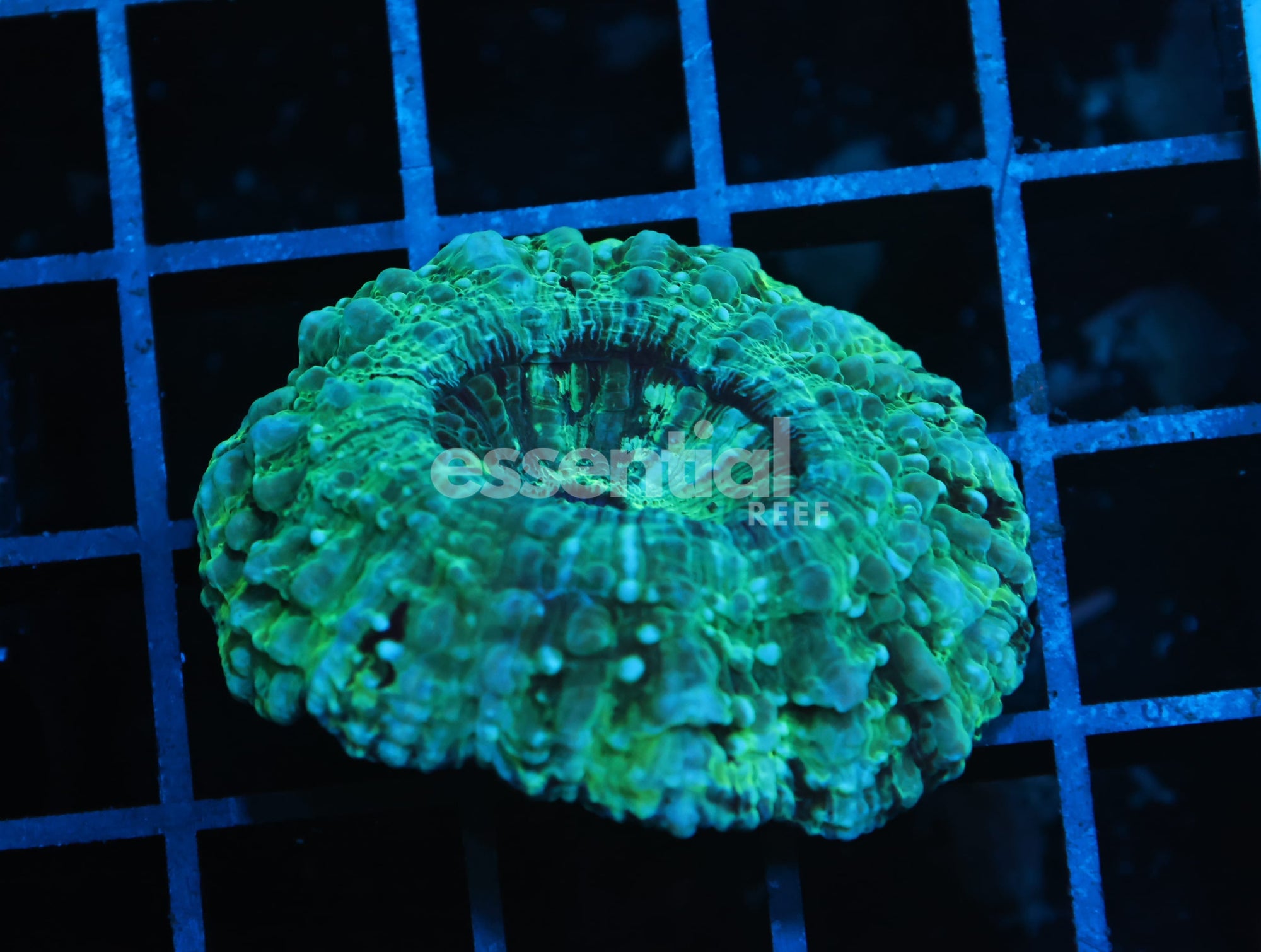 Watermarked - B21 -AUSSIE SPEARMINT ACANTHOPHYLLIA
