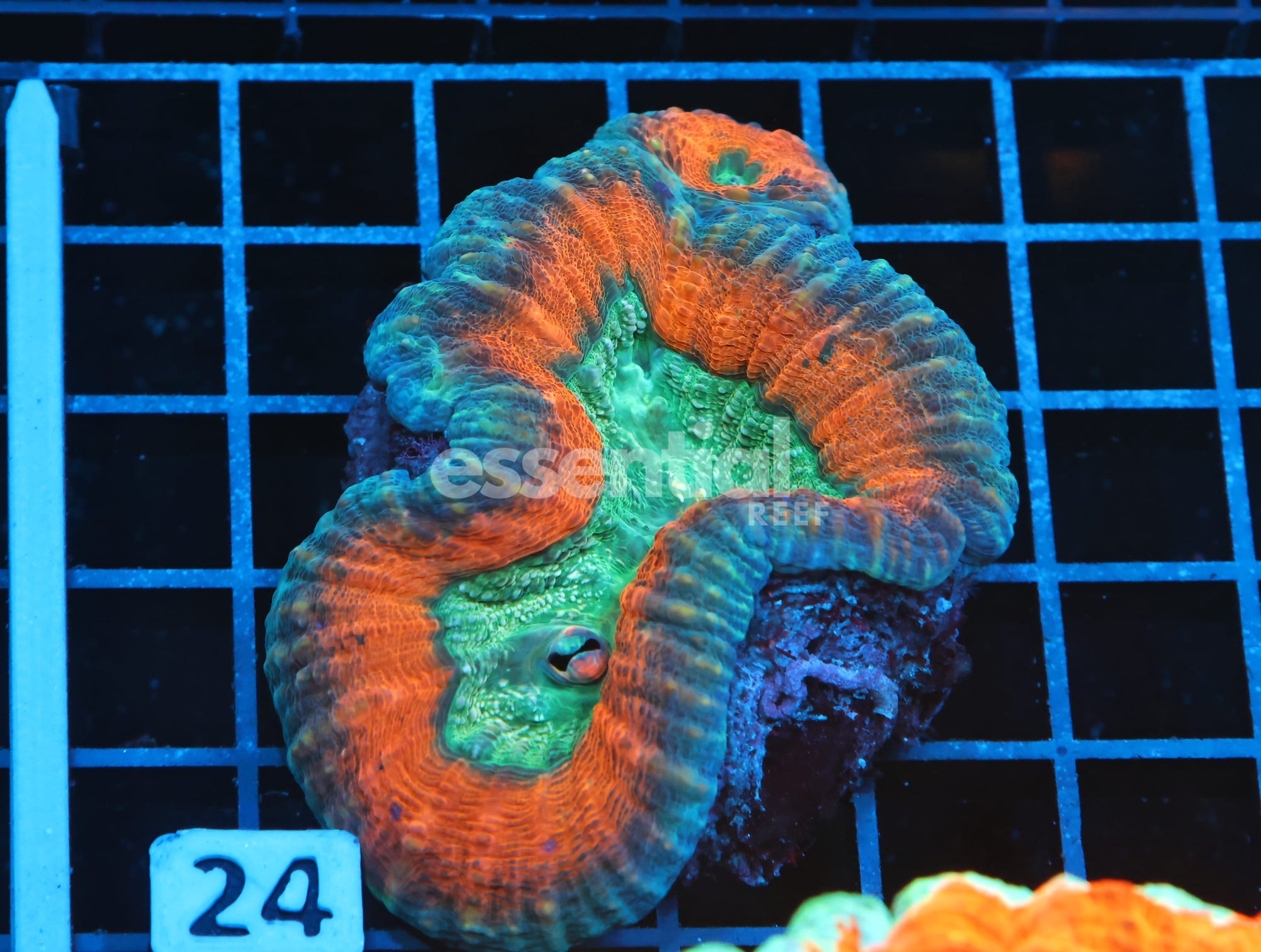 Watermarked - B24 -AUSSIE GOLD RUSH LOBO