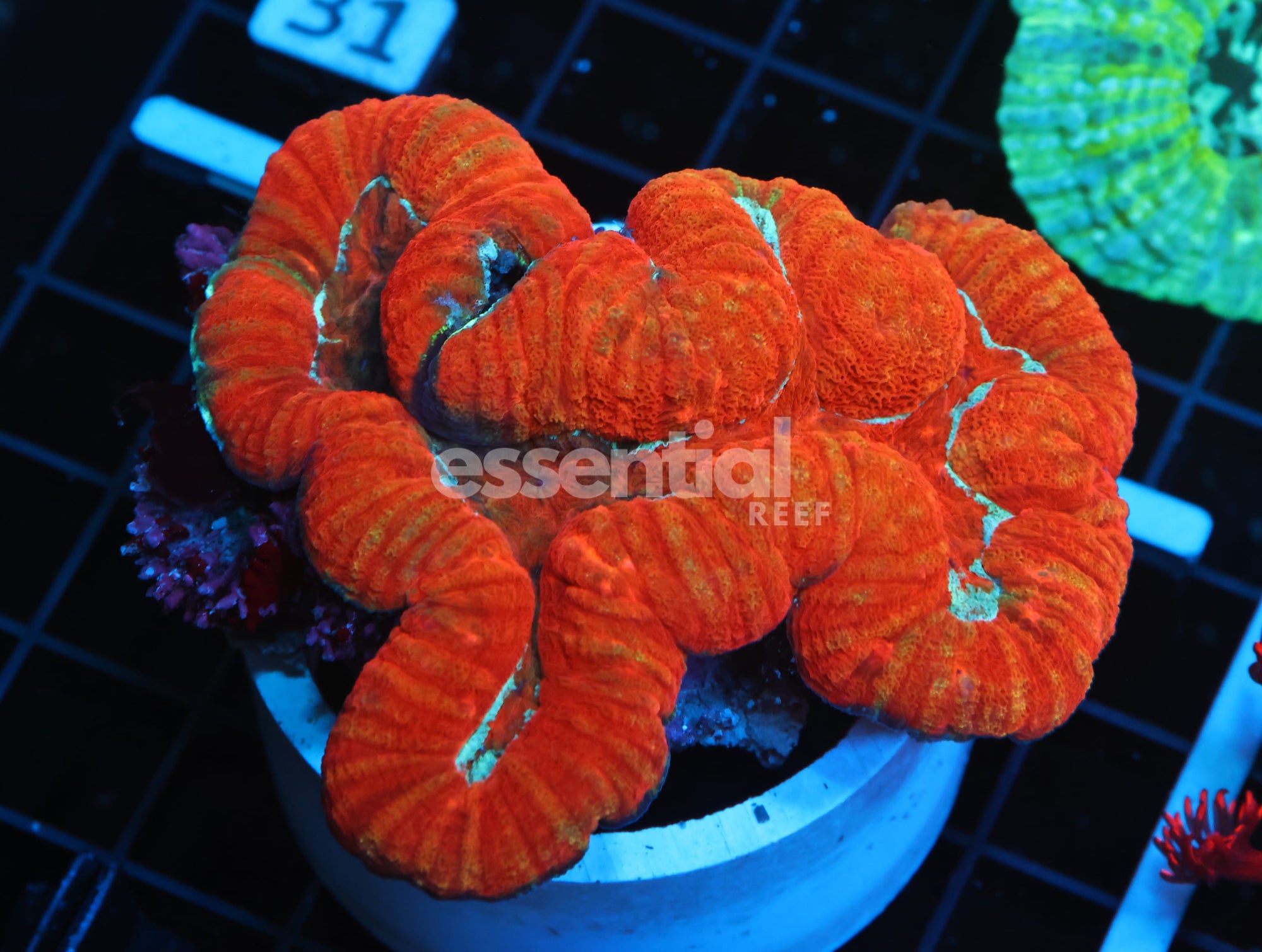 Watermarked - B26 -SUPER RED SYMPHYLLIA