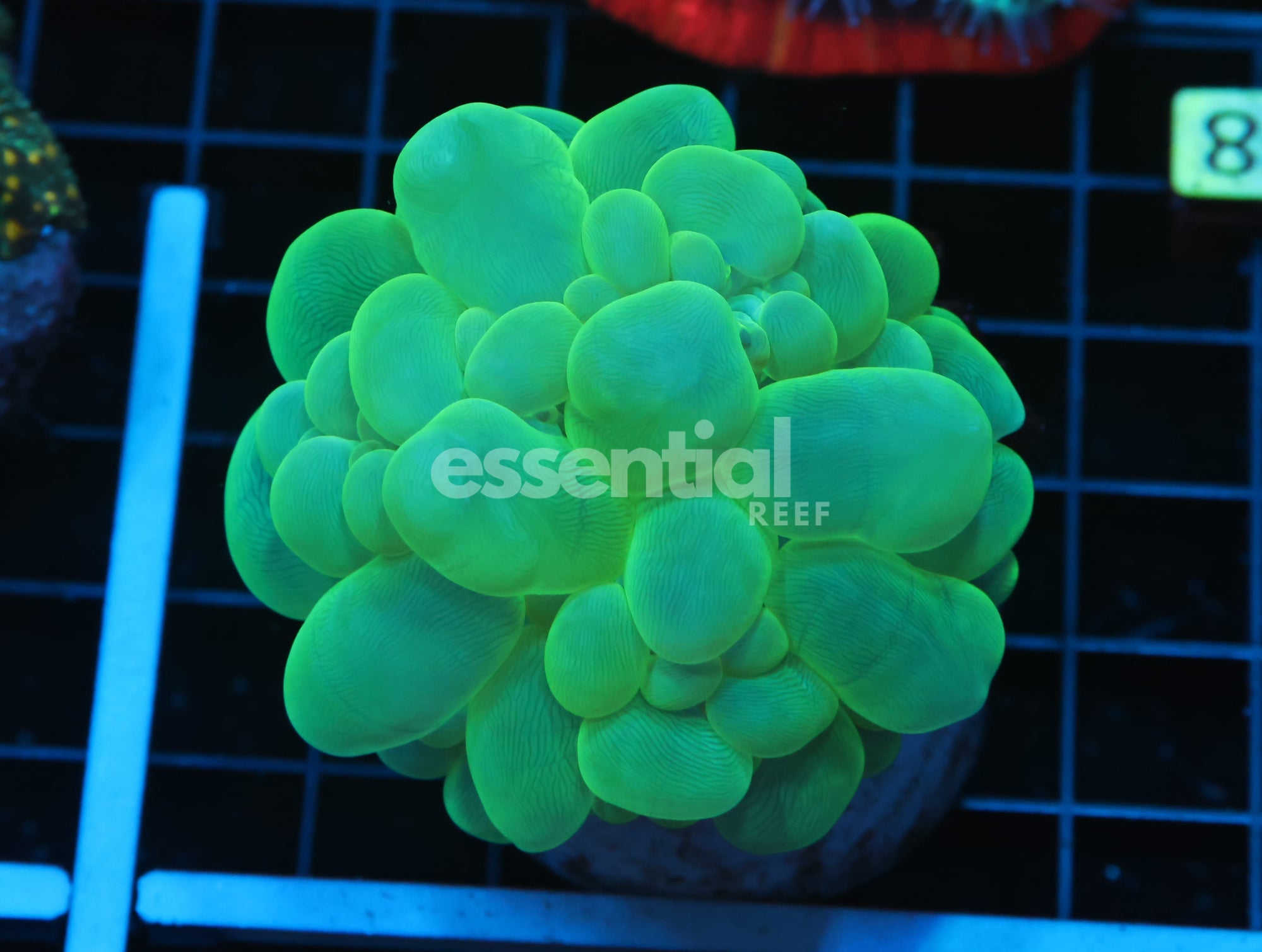 Watermarked - B28 -INDO RADIOACTIVE BUBBLE CORAL