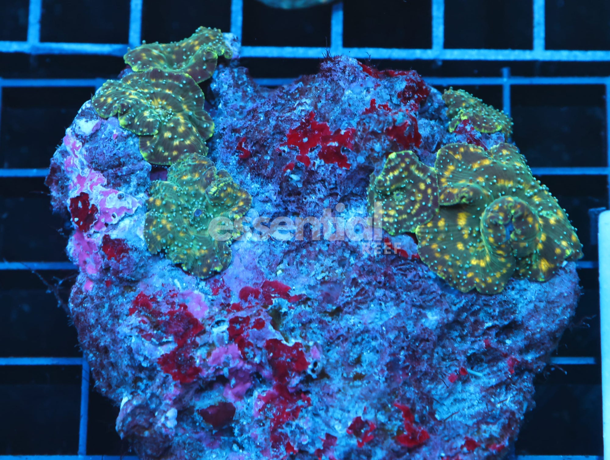 Watermarked - B29 -GOLDFLAKE DISCO MUSHROOM