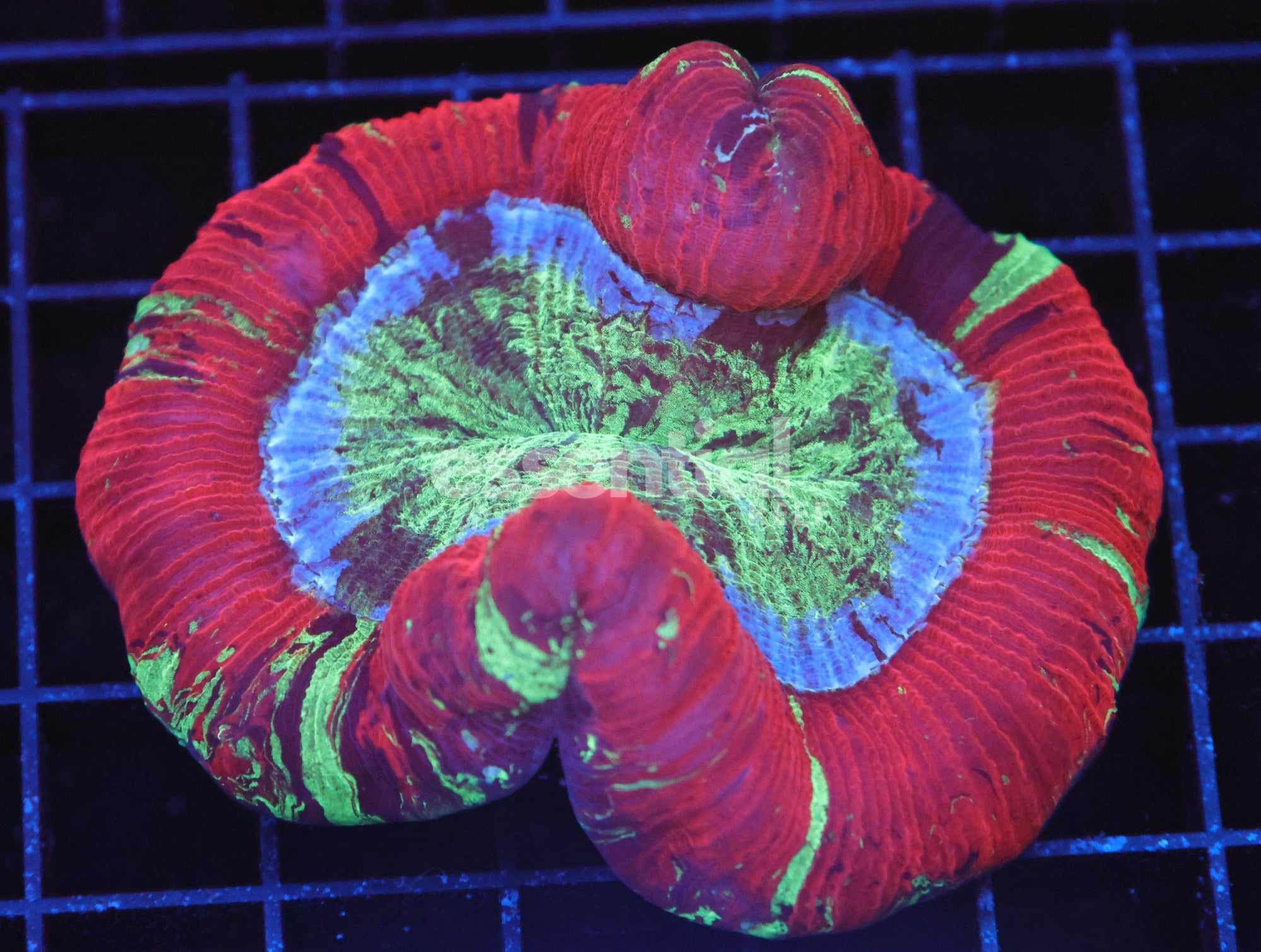 Watermarked - B30 -INDO SUNSET ECLIPSE TRACHY