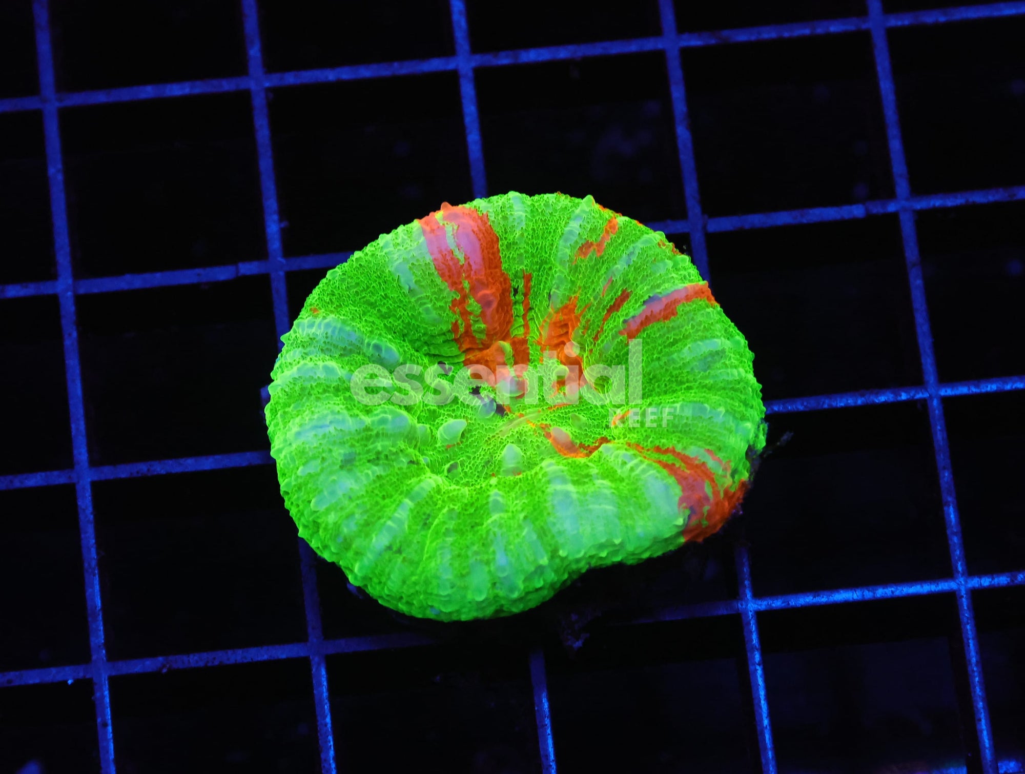 Watermarked - B33 -AUSSIE BLEEDING GRANNY SMITH SCOLYMIA AUSTRALIS