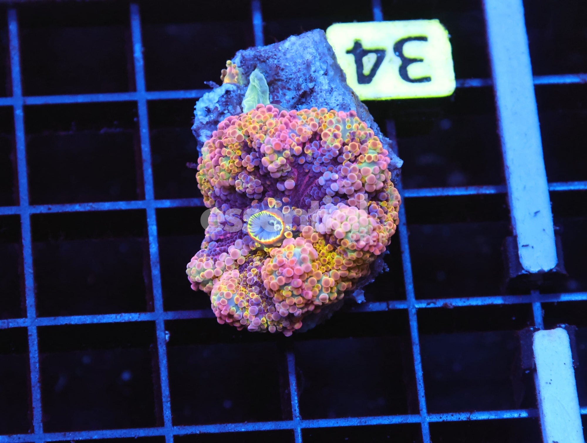 Watermarked - B34 -RAINBOW CONFETTI RICORDEA MUSHROOM