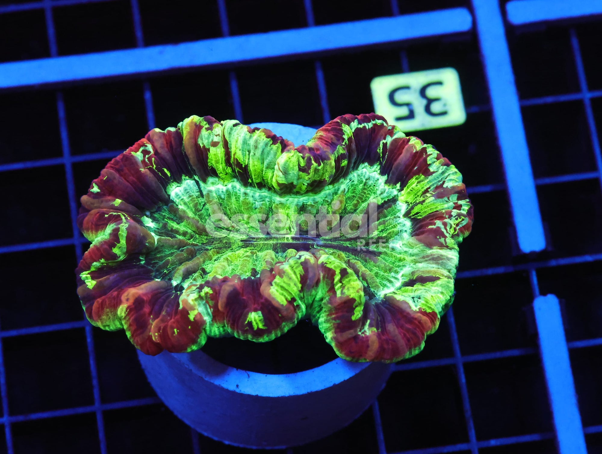 Watermarked - B35 -MARBLED WAR PAINT TRACHY