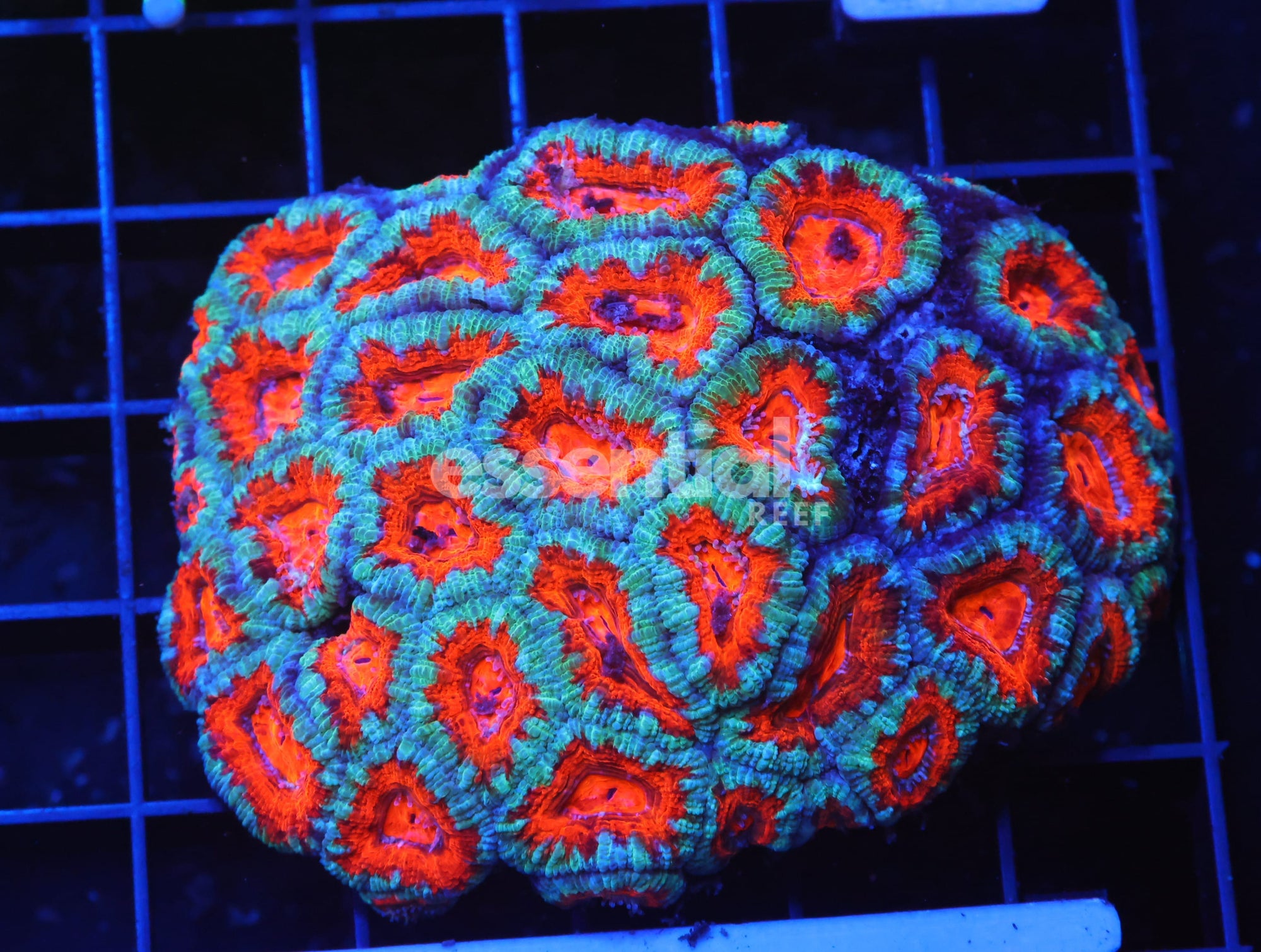 Watermarked - B36 -Aussie Mint Magma Acan Lord