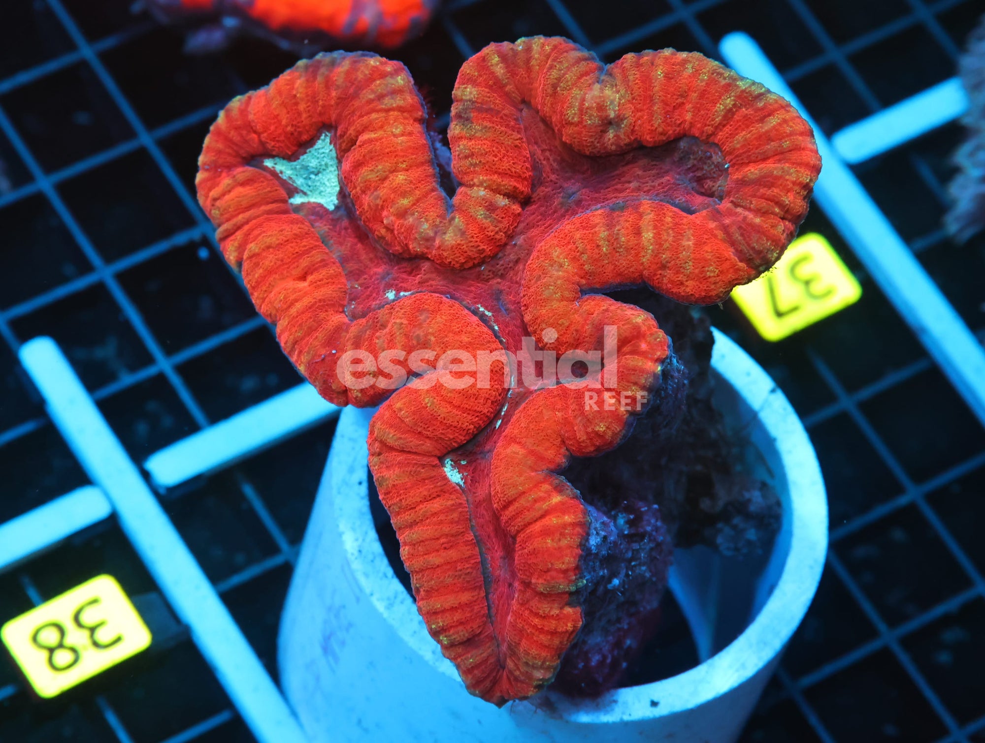Watermarked - B37 -SUPER RED SYMPHYLLIA