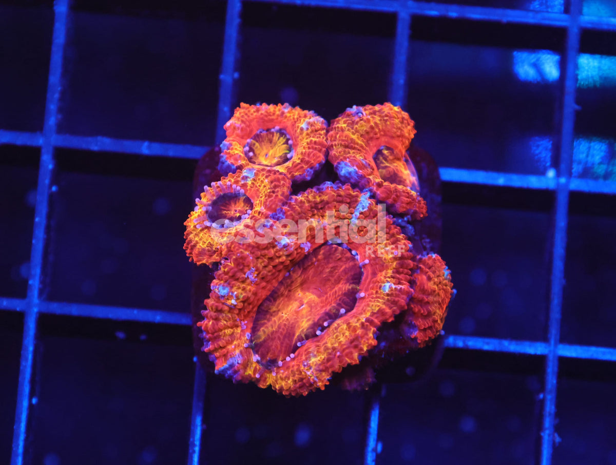 Watermarked - B38 -Aussie Rainbow Acan Lord