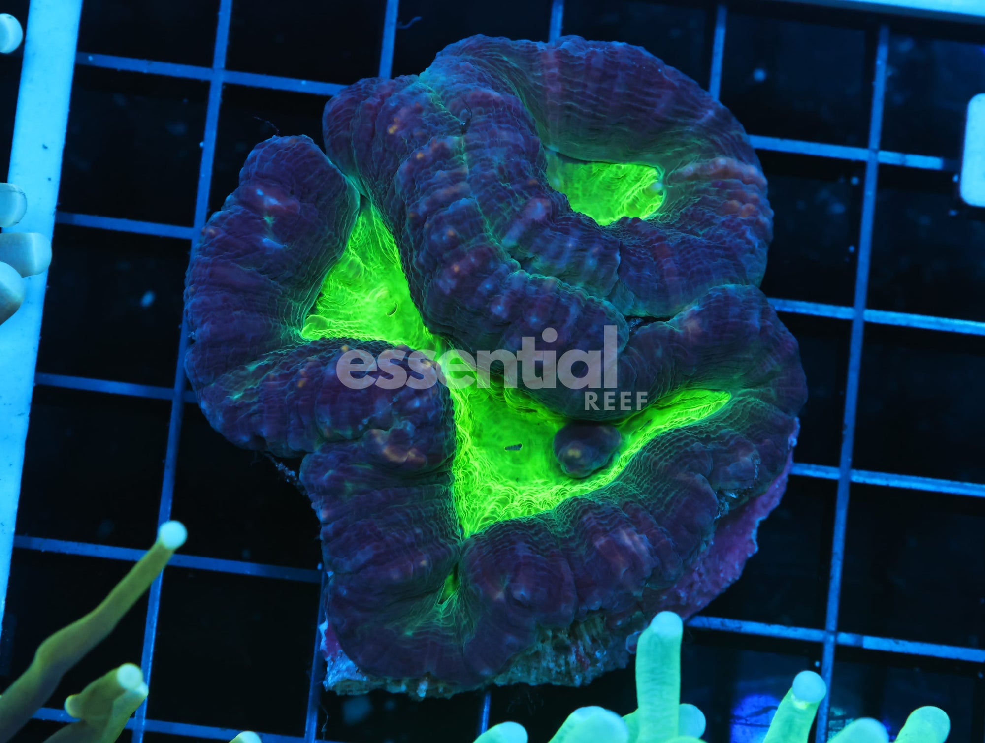 Watermarked - B39 -AUSSIE ALIEN EYE LOBO