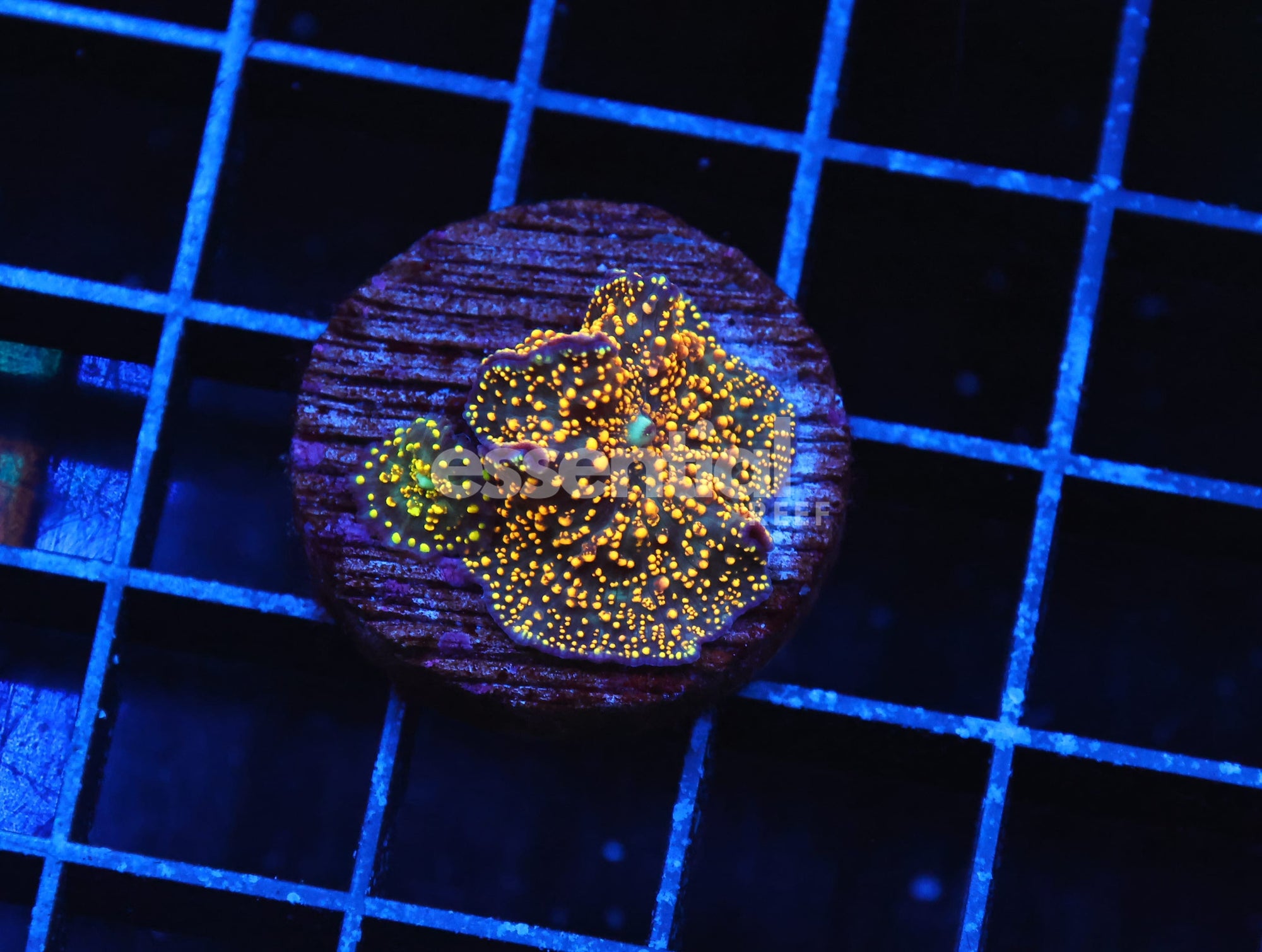 Watermarked - B40 -INTERSTELLAR DISCO MUSHROOM CULTURED