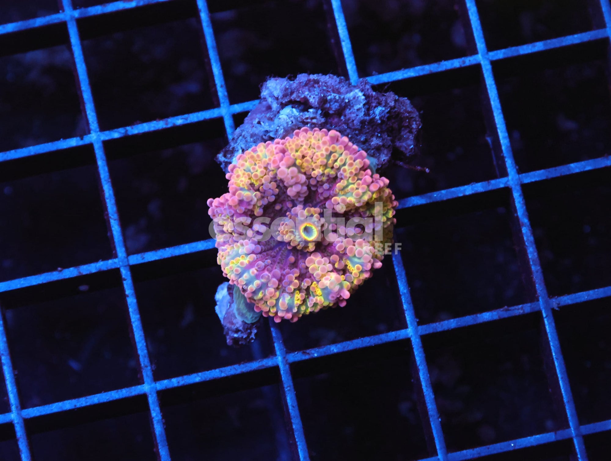 Watermarked - B41 -RAINBOW CONFETTI RICORDEA MUSHROOM