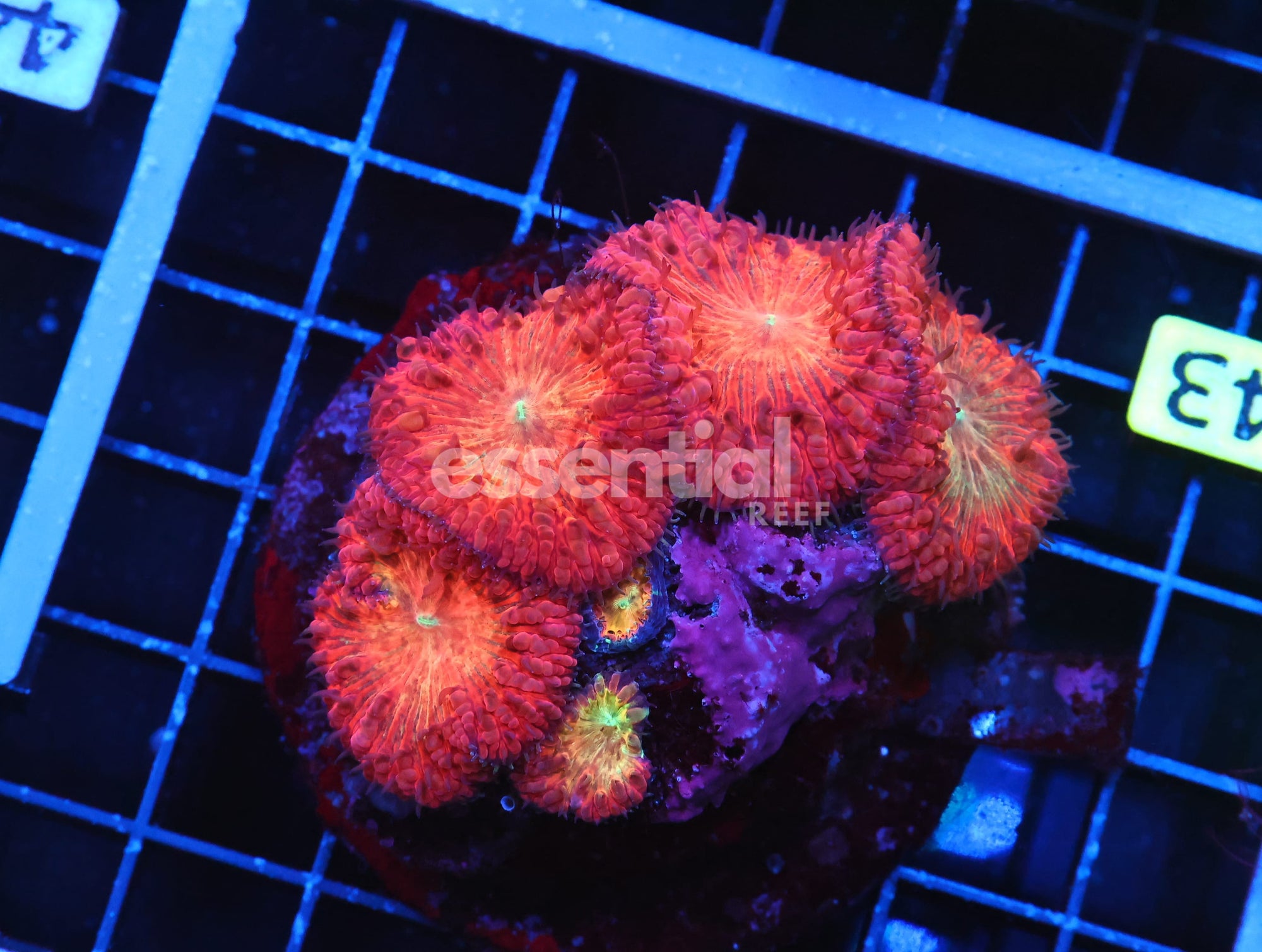 Watermarked - B43 -INDO CRIMSON PEACH BLASTO