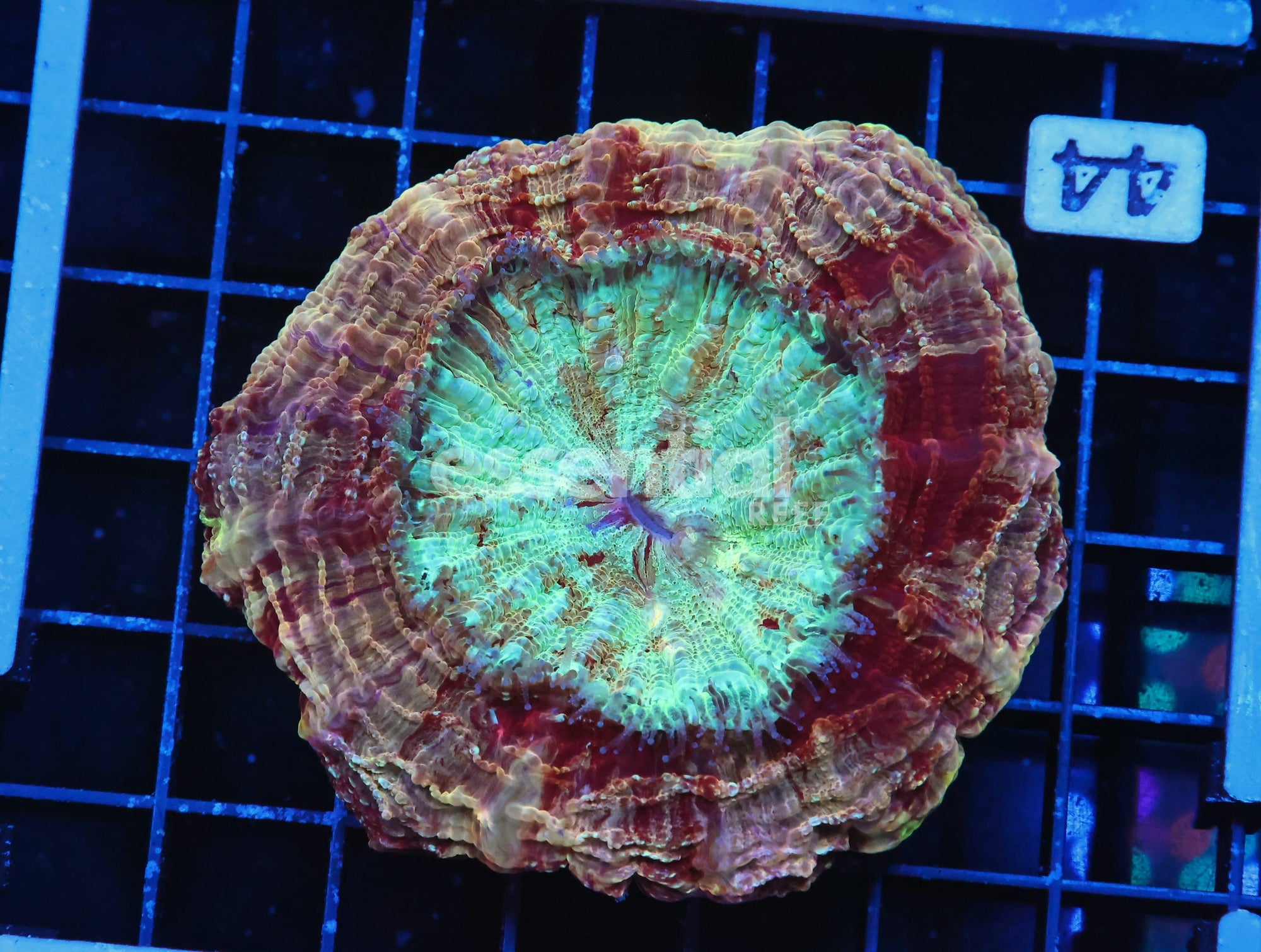 Watermarked - B44 -MALAYSIAN MYSTIC MAROON ACANTHOPHYLLIA