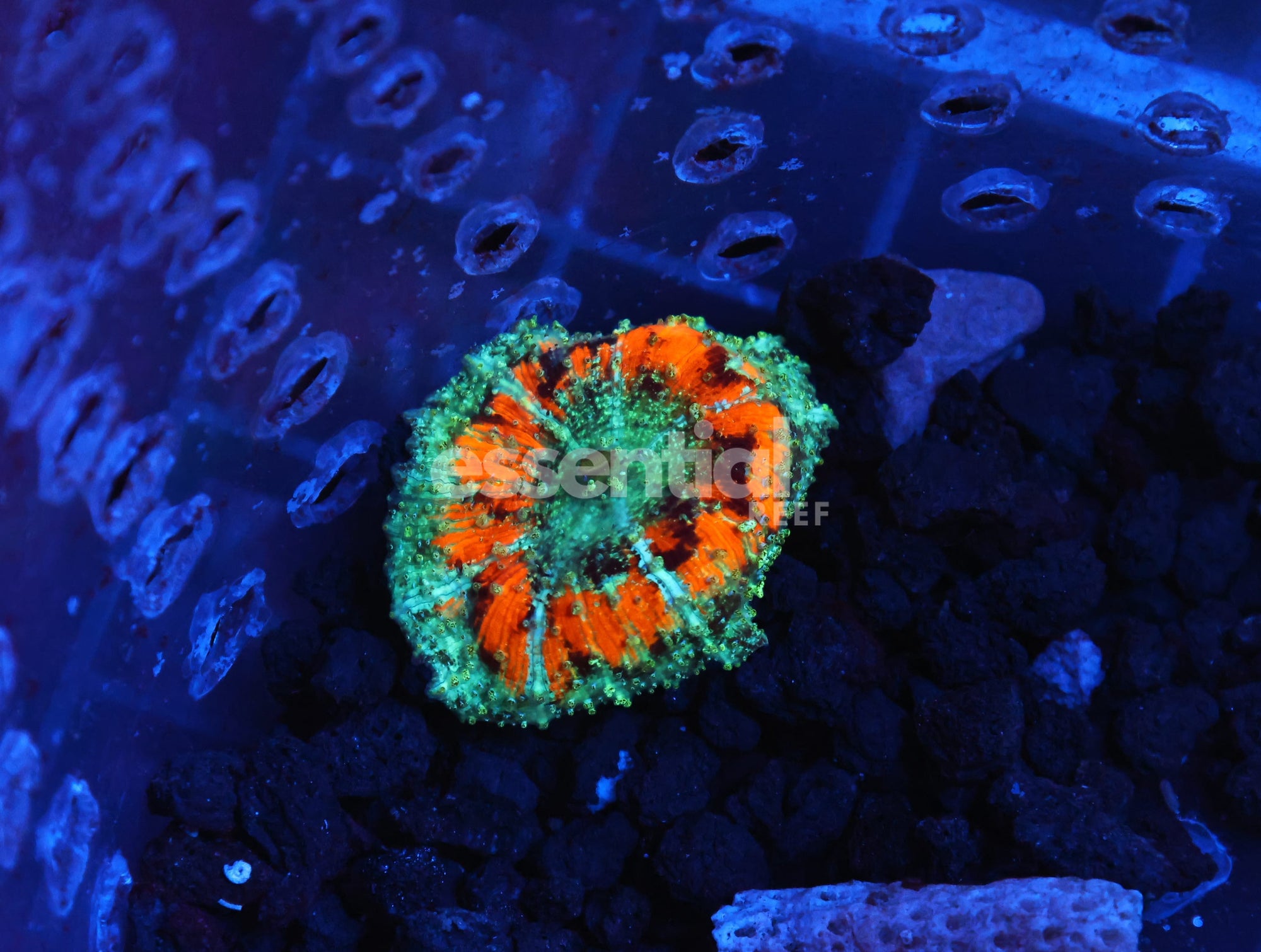 Watermarked - B47 -ORANGE CRUSH NEGLECTUS MUSHROOM