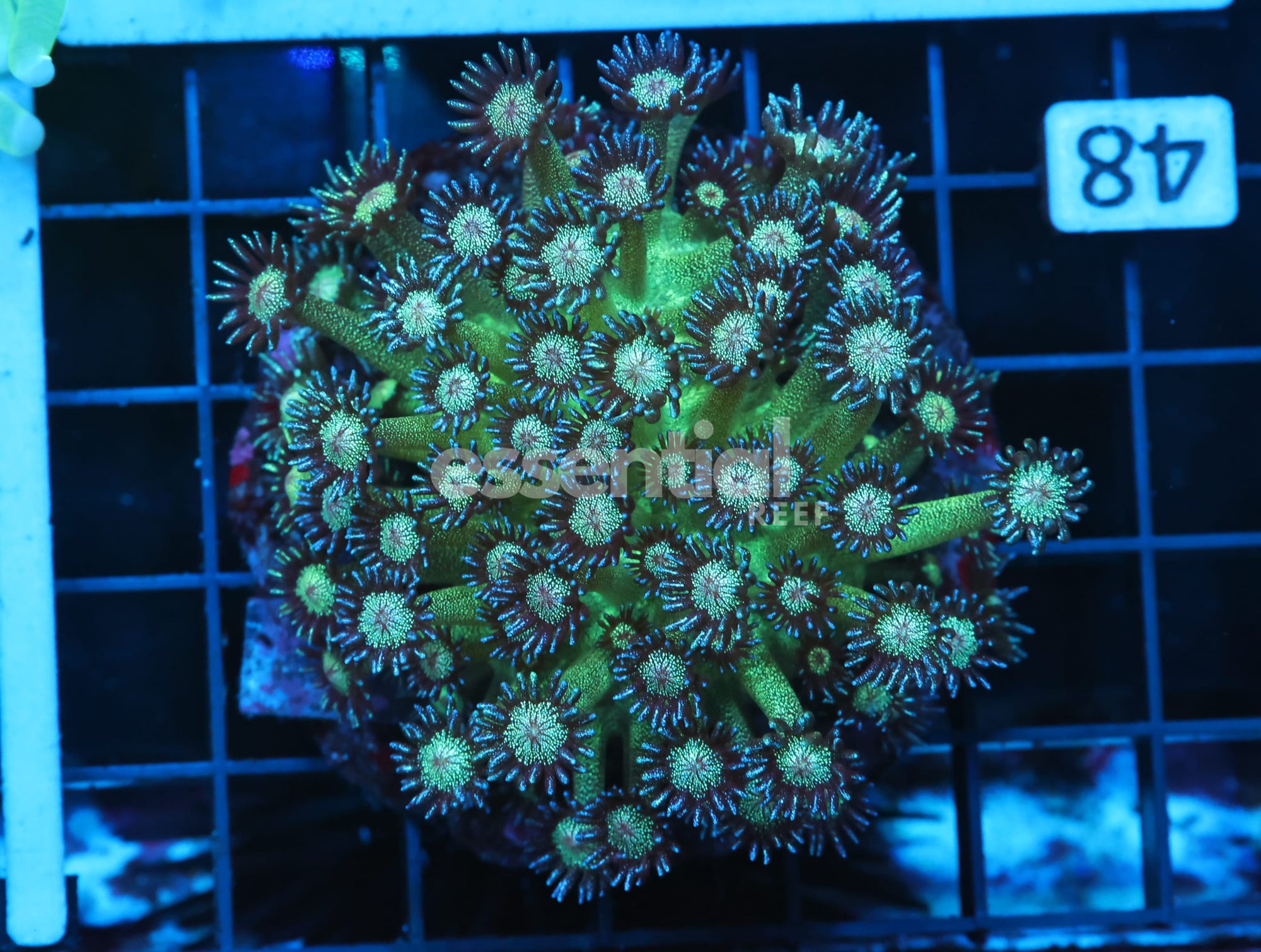 Watermarked - B48 -INDO GLITTER BOMB GONIOPORA