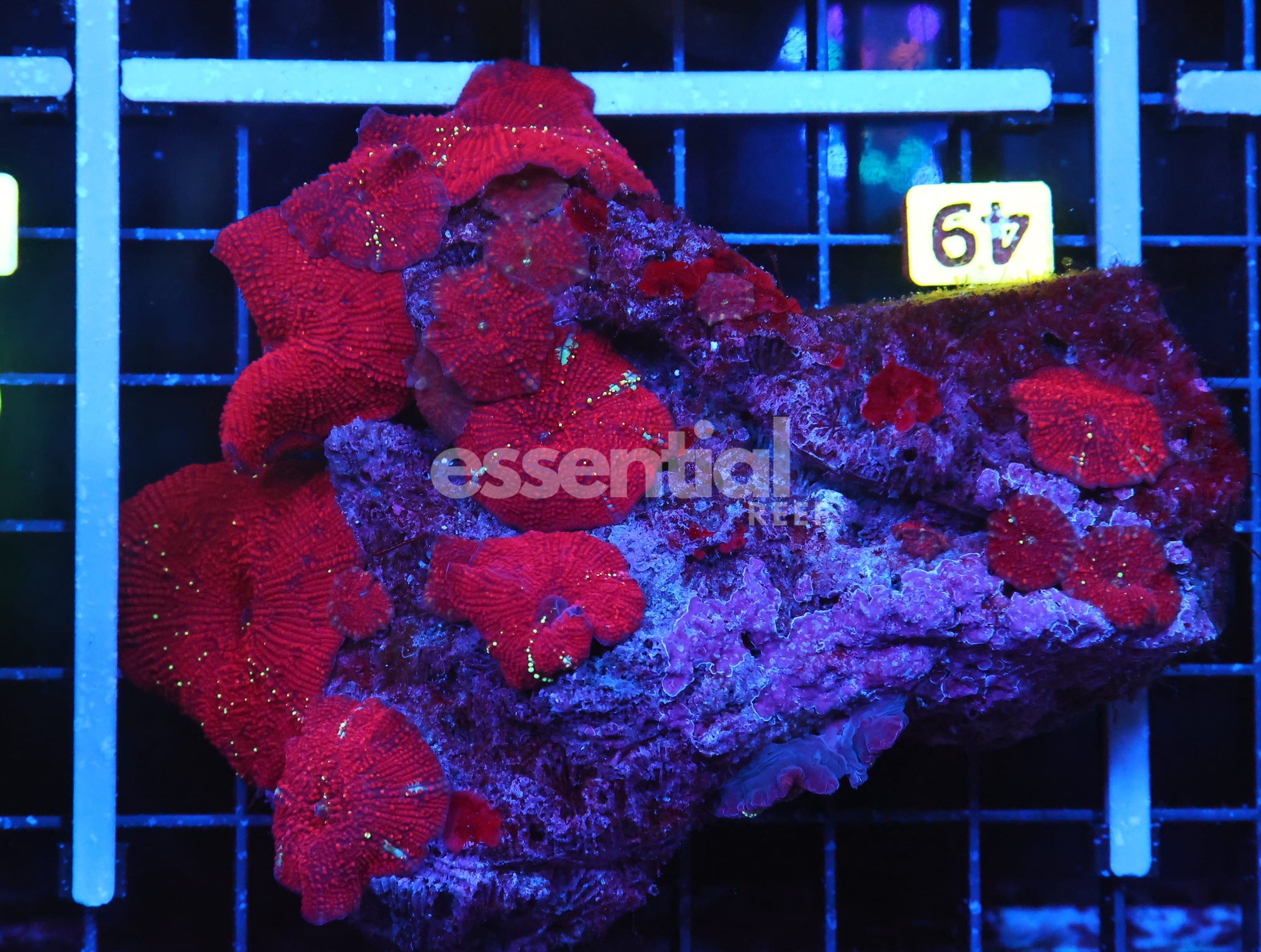 Watermarked - B49 -RED DEVIL DISCO MUSHROOM