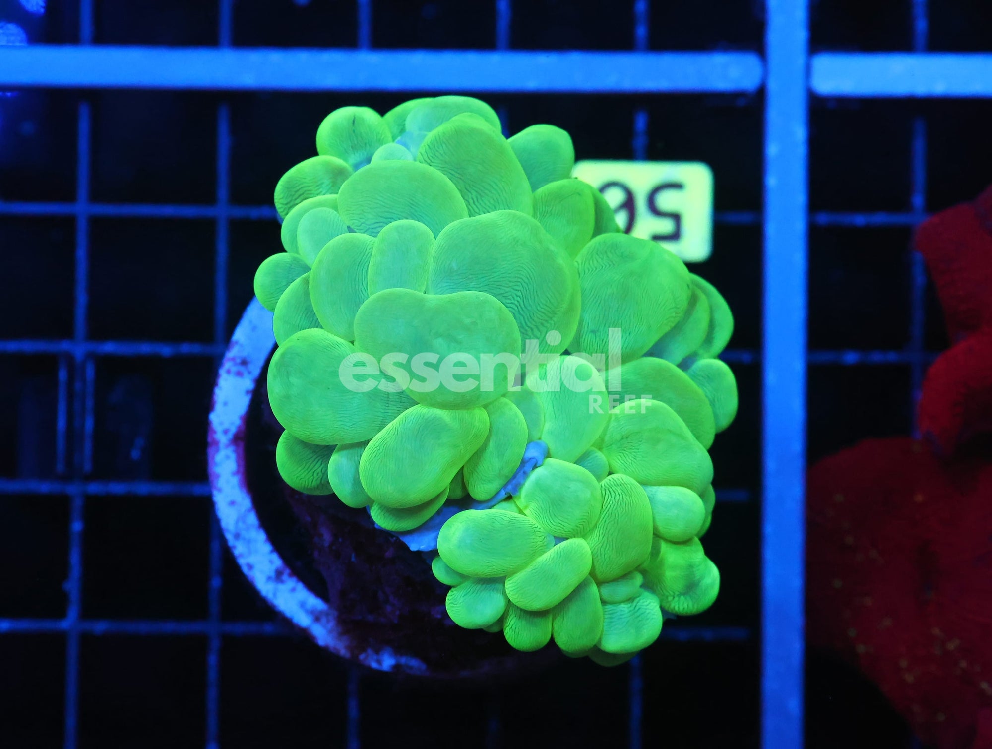 Watermarked - B50 -INDO RADIOACTIVE BUBBLE CORAL