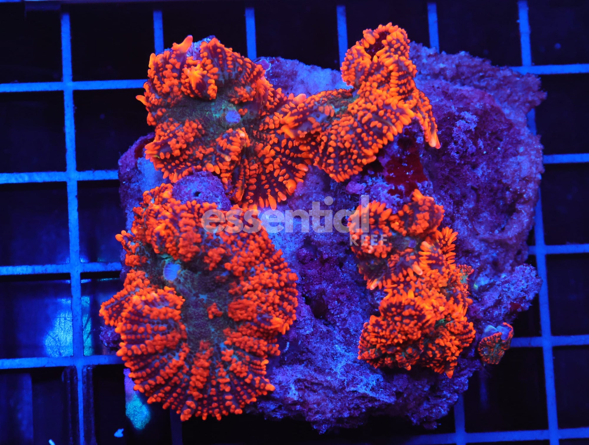 Watermarked - B51 -FOREST FIRE RHODACTIS MUSHROOM