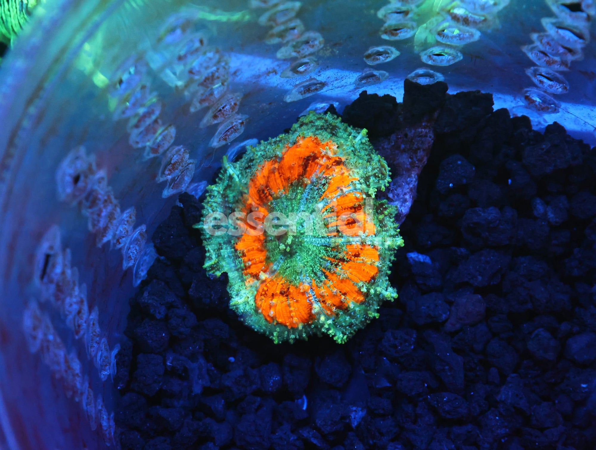 Watermarked - B52 -ORANGE CRUSH NEGLECTUS MUSHROOM