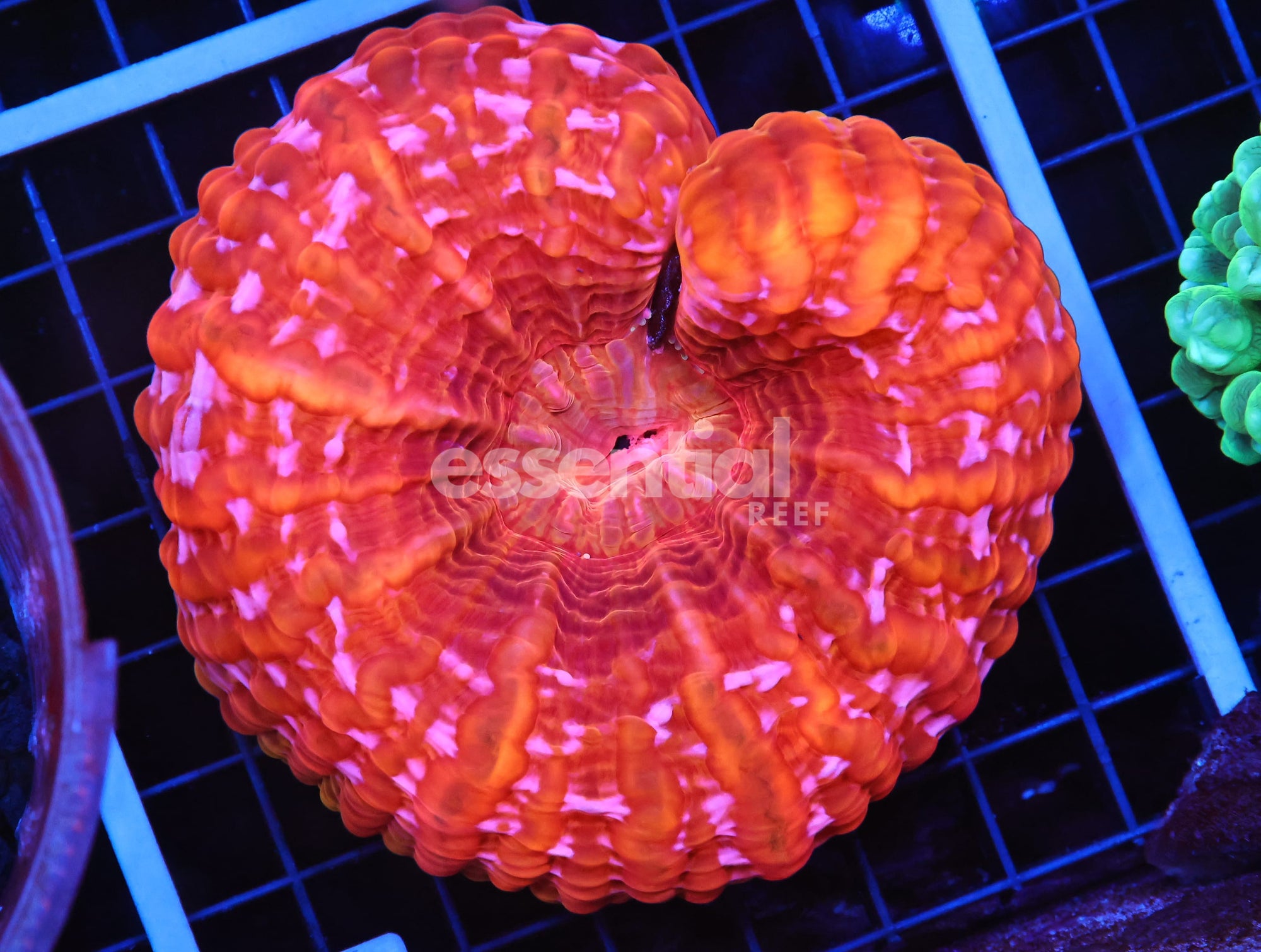 Watermarked - B53 -INDO FIRE JEWEL CYNARINA