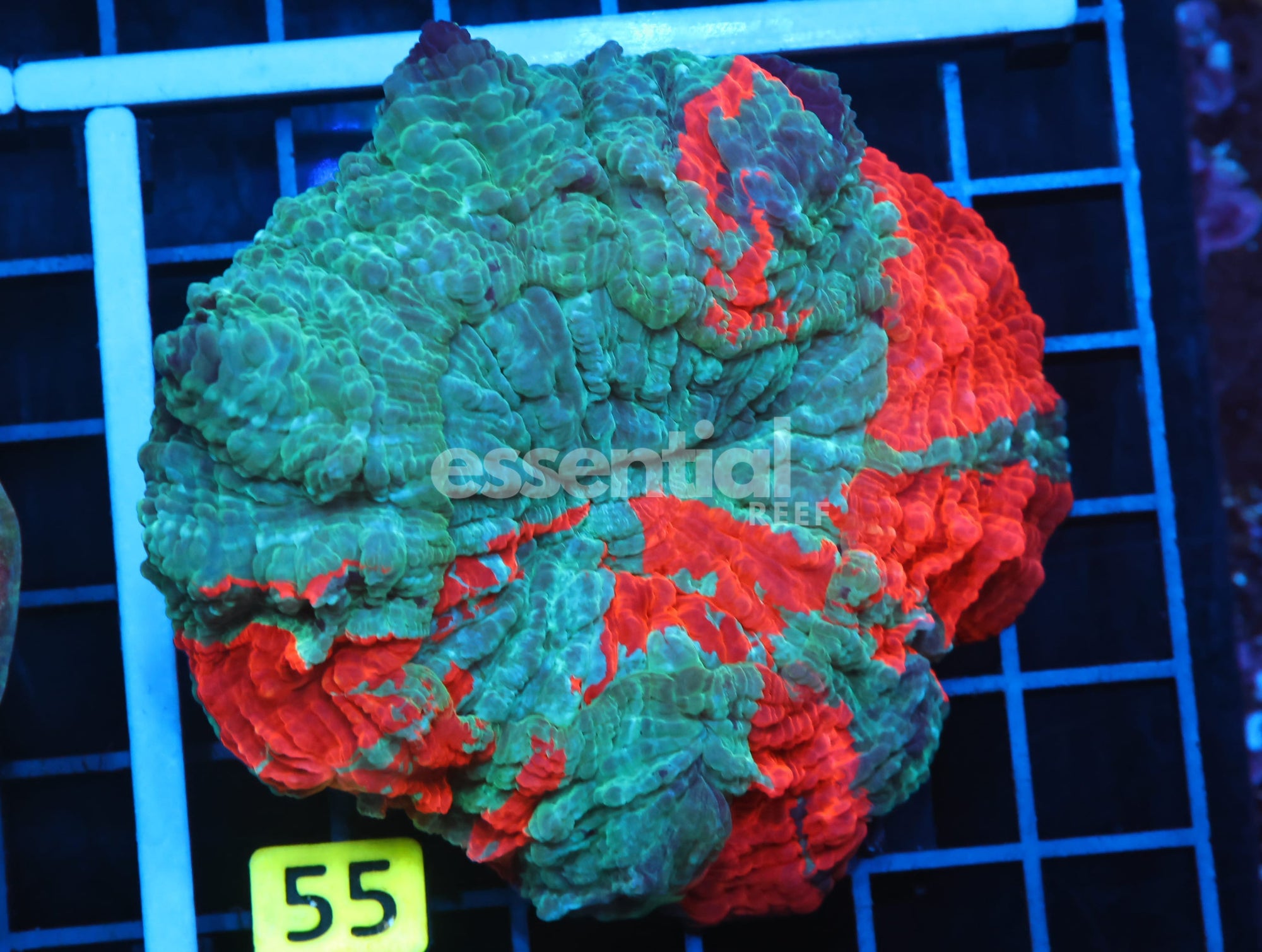 Watermarked - B55 -MALAYSIAN AQUA SPLASH ACANTHOPHYLLIA