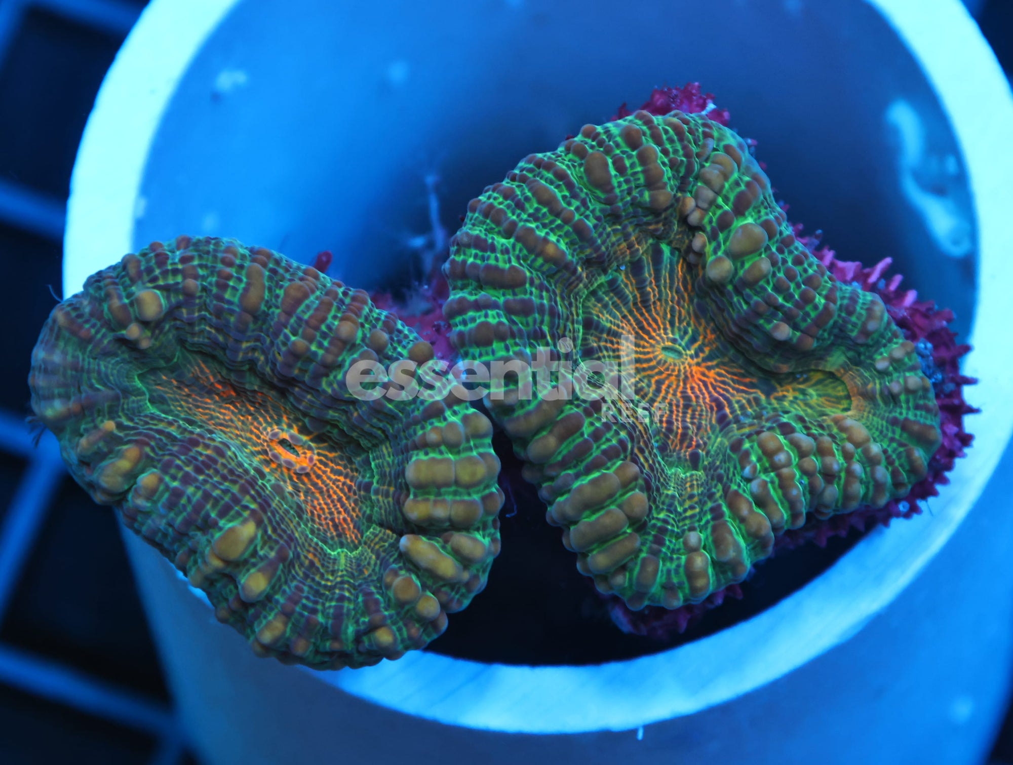 Watermarked - B56 -INDO ORANGE CENTER LOBO