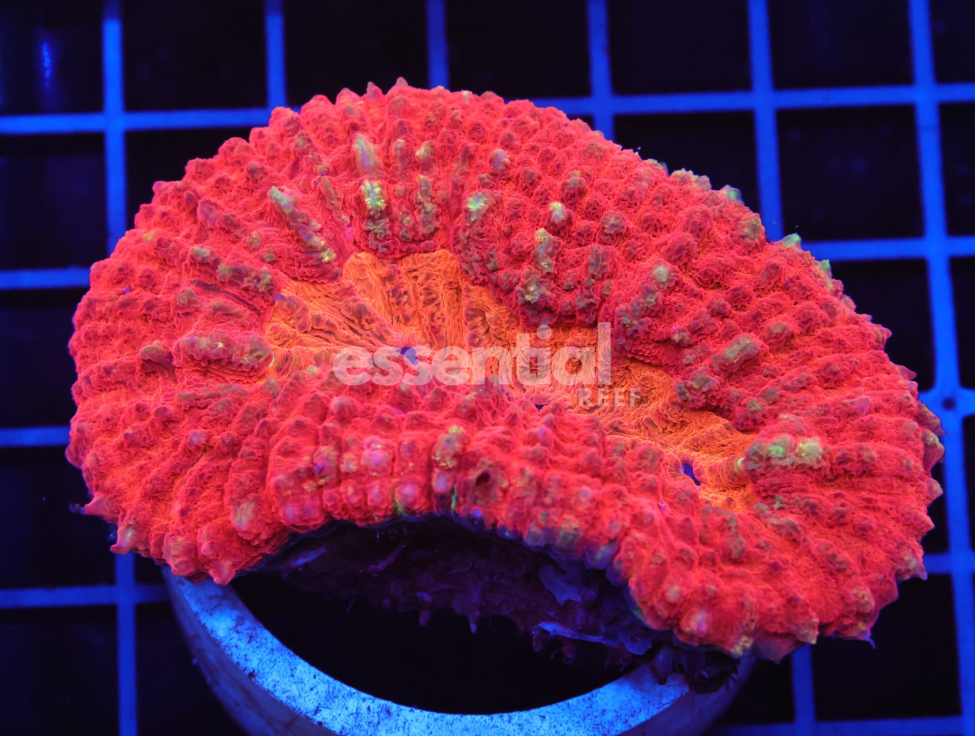 Watermarked - B57 -RED HOT SYMPHYLLIA