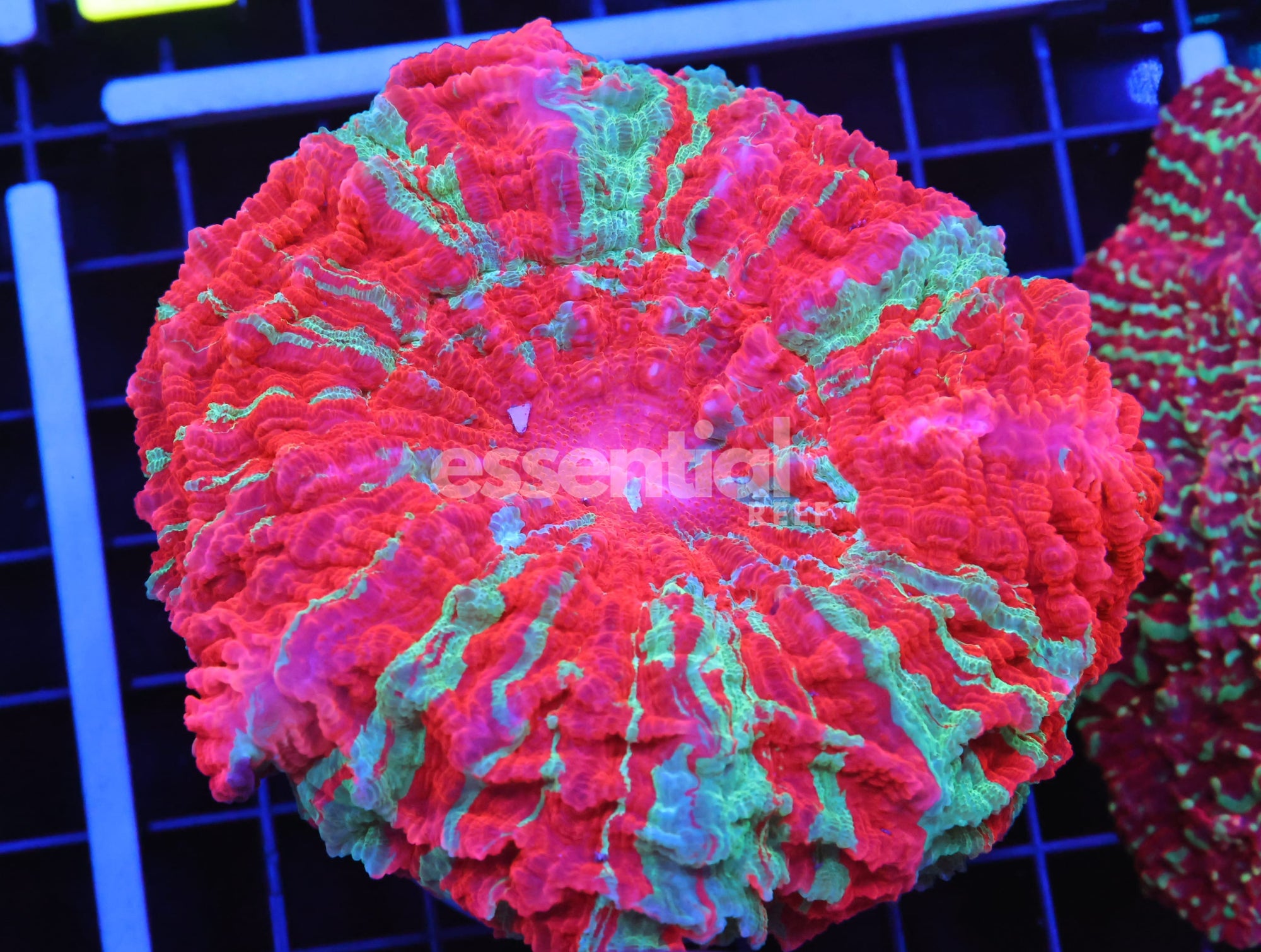 Watermarked - B58 -MALAYSIAN NEPTUNES GARDEN ACANTHOPHYLLIA