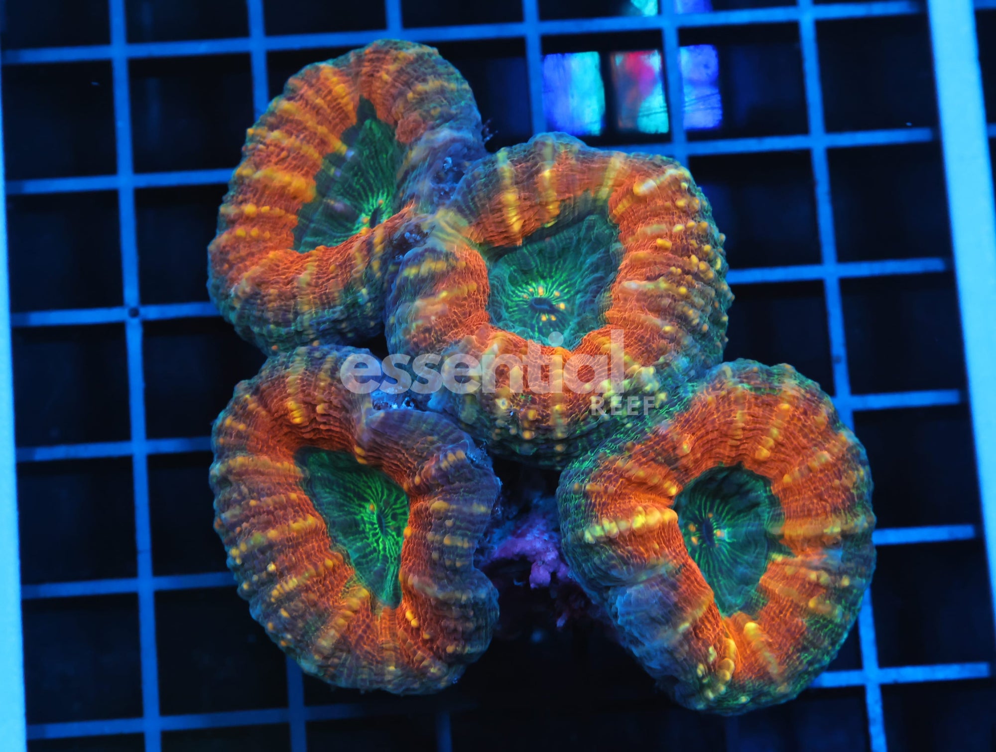 Watermarked - B59 -AUSSIE GOLD RUSH LOBO