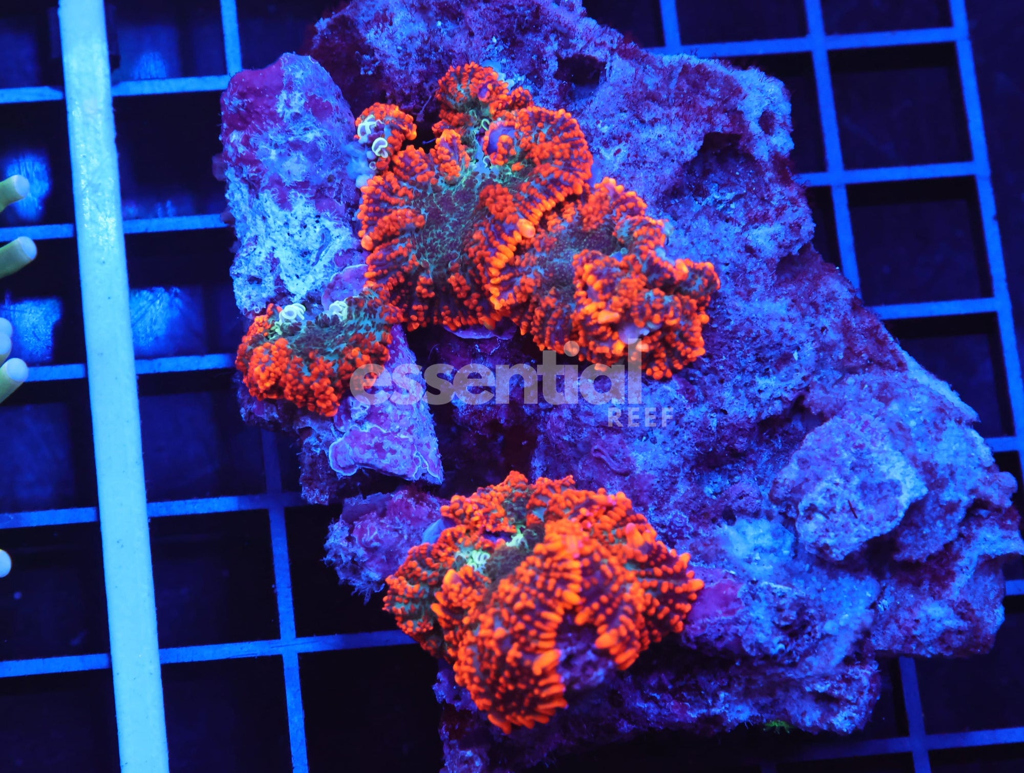 Watermarked - B60 -FOREST FIRE RHODACTIS MUSHROOM