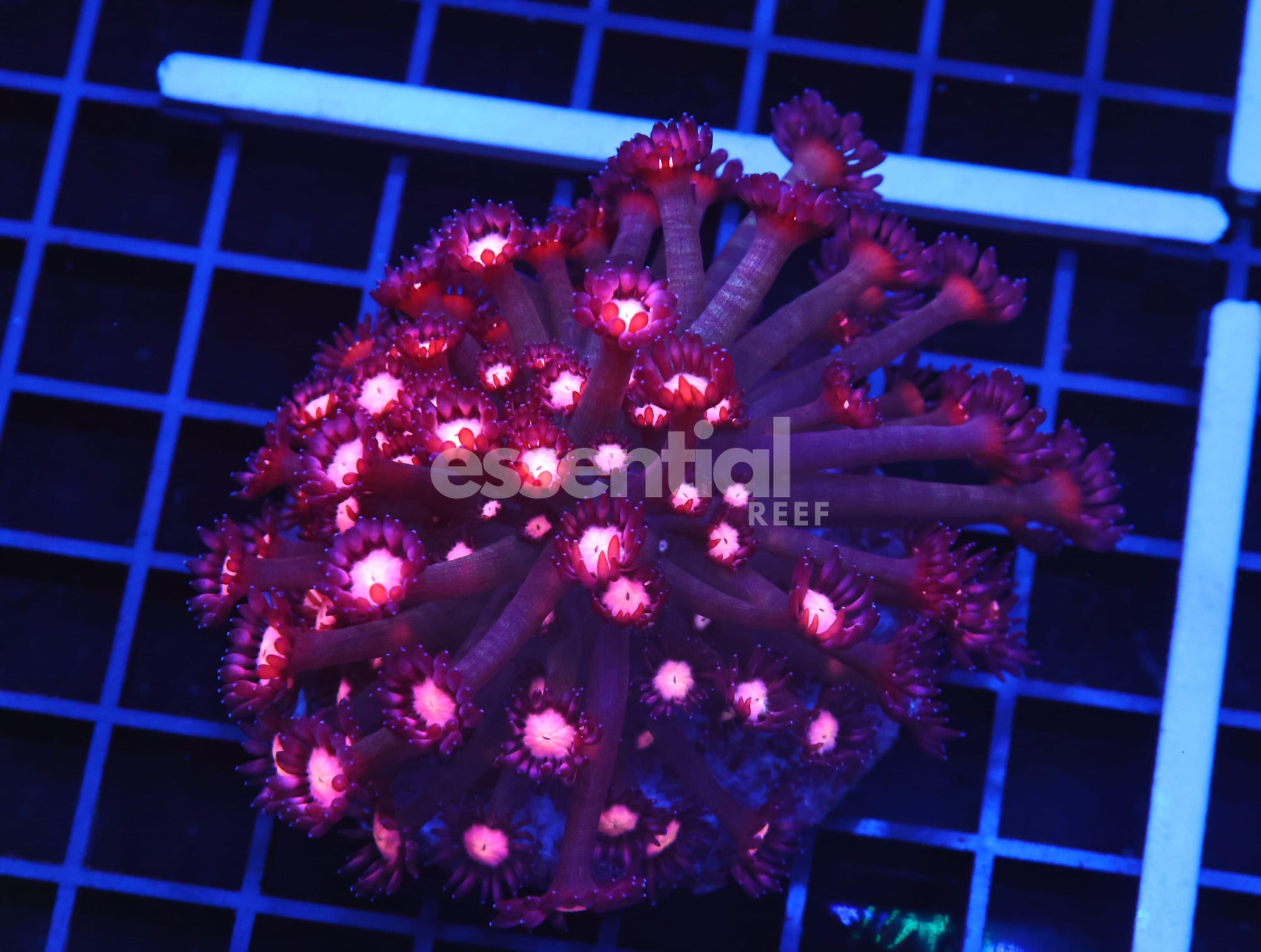 Watermarked - B61 -Indo Cherry Blossom Goniopora