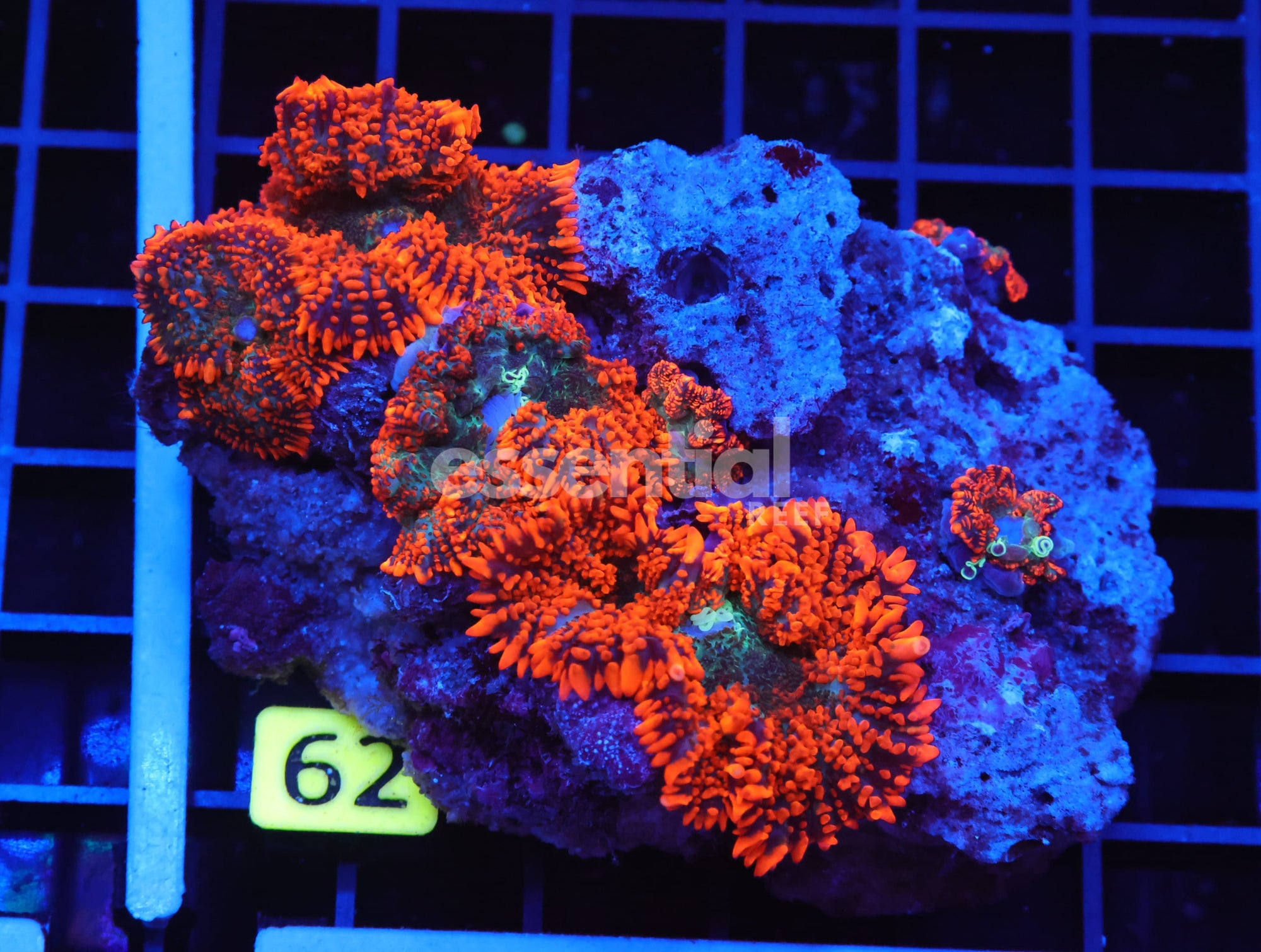 Watermarked - B62 -FOREST FIRE RHODACTIS MUSHROOM