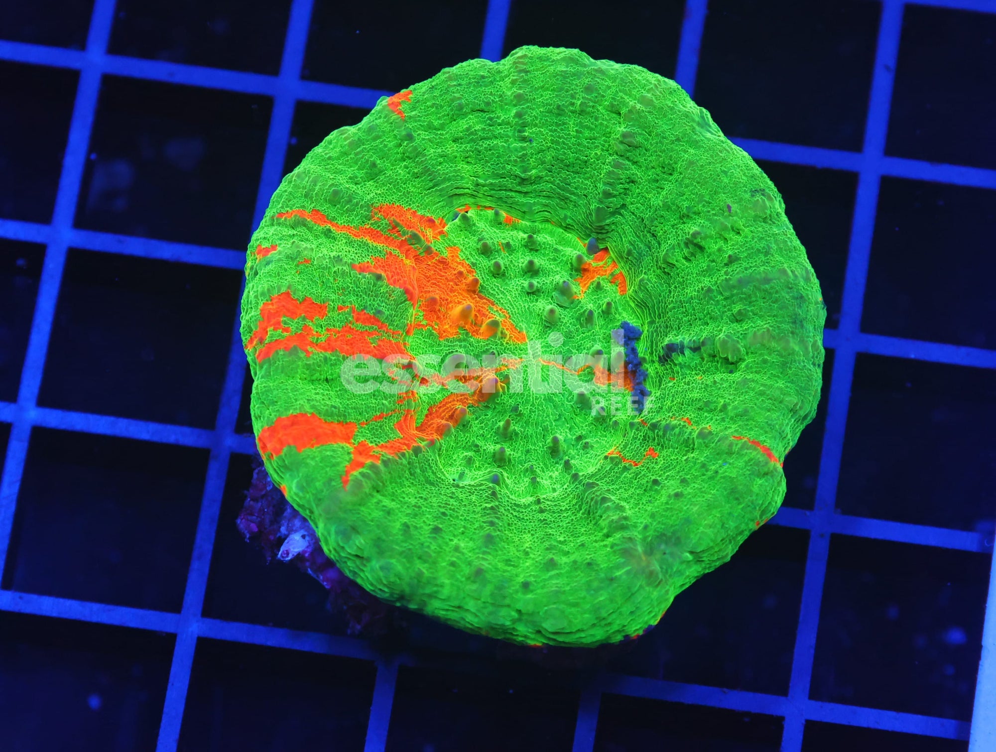 Watermarked - B63 -Aussie Bleeding Apple Scolymia Australis
