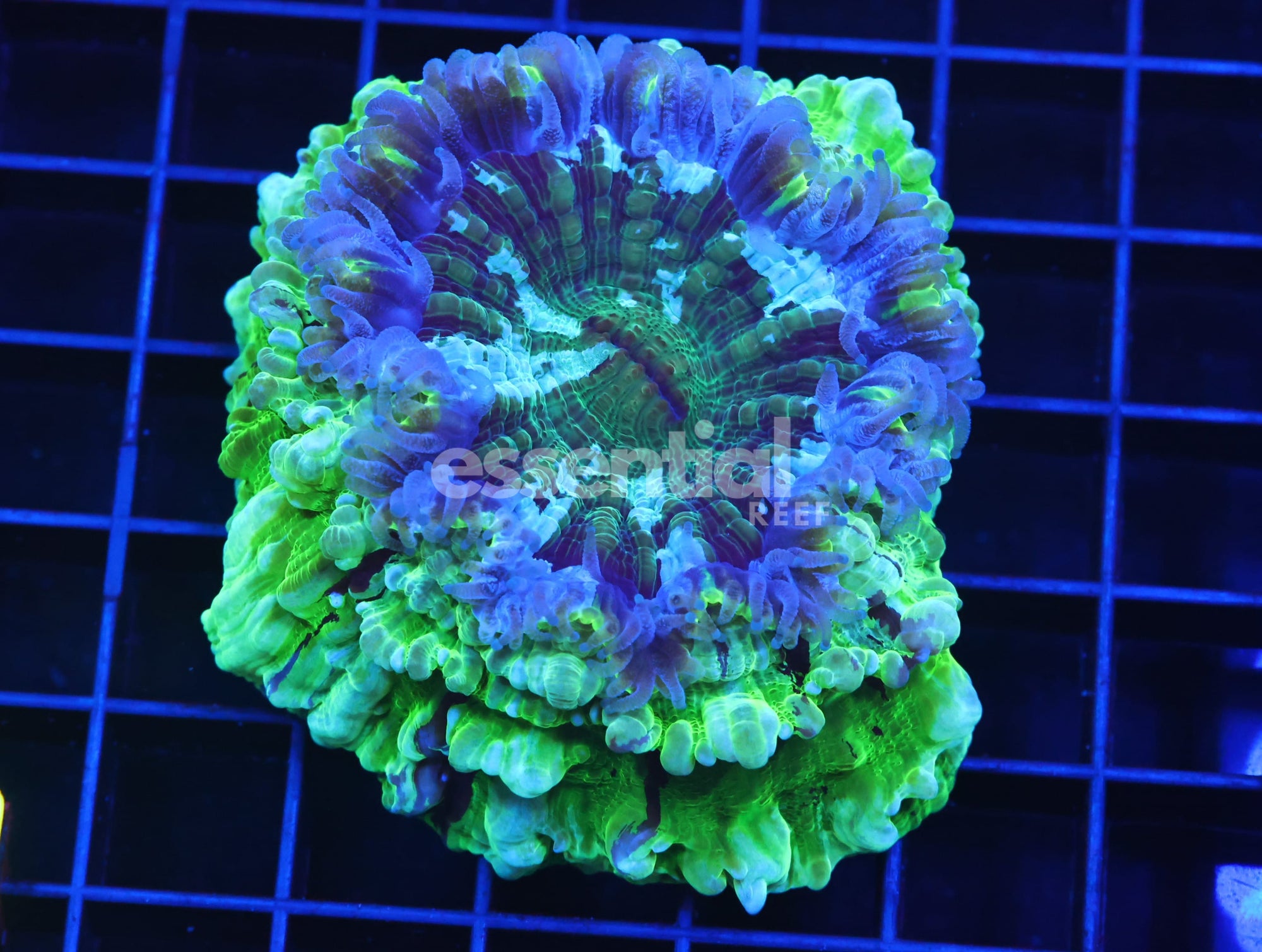 Watermarked - B64 -Aussie Emerald City Acanthophyllia