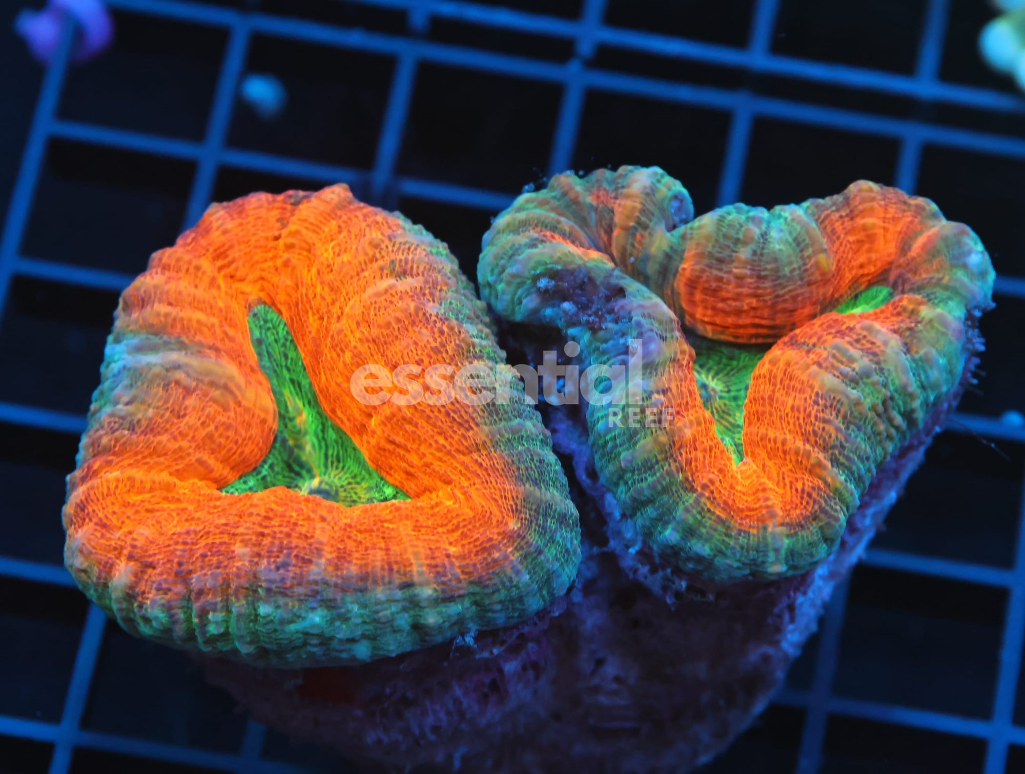 Watermarked - B66 -AUSSIE GOLD RUSH LOBO
