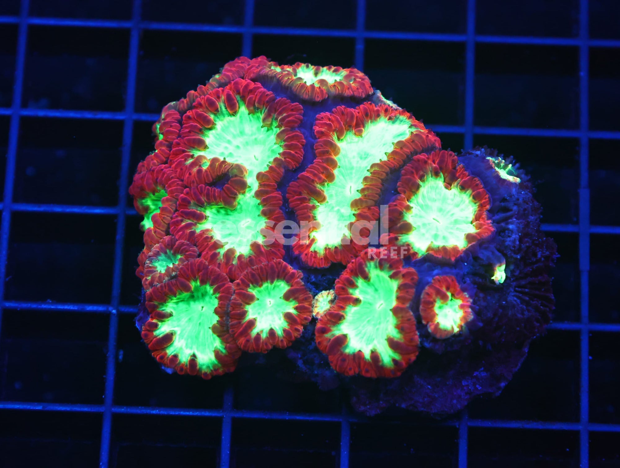 Watermarked - B67 -Indo Crimson Glowlight Blasto
