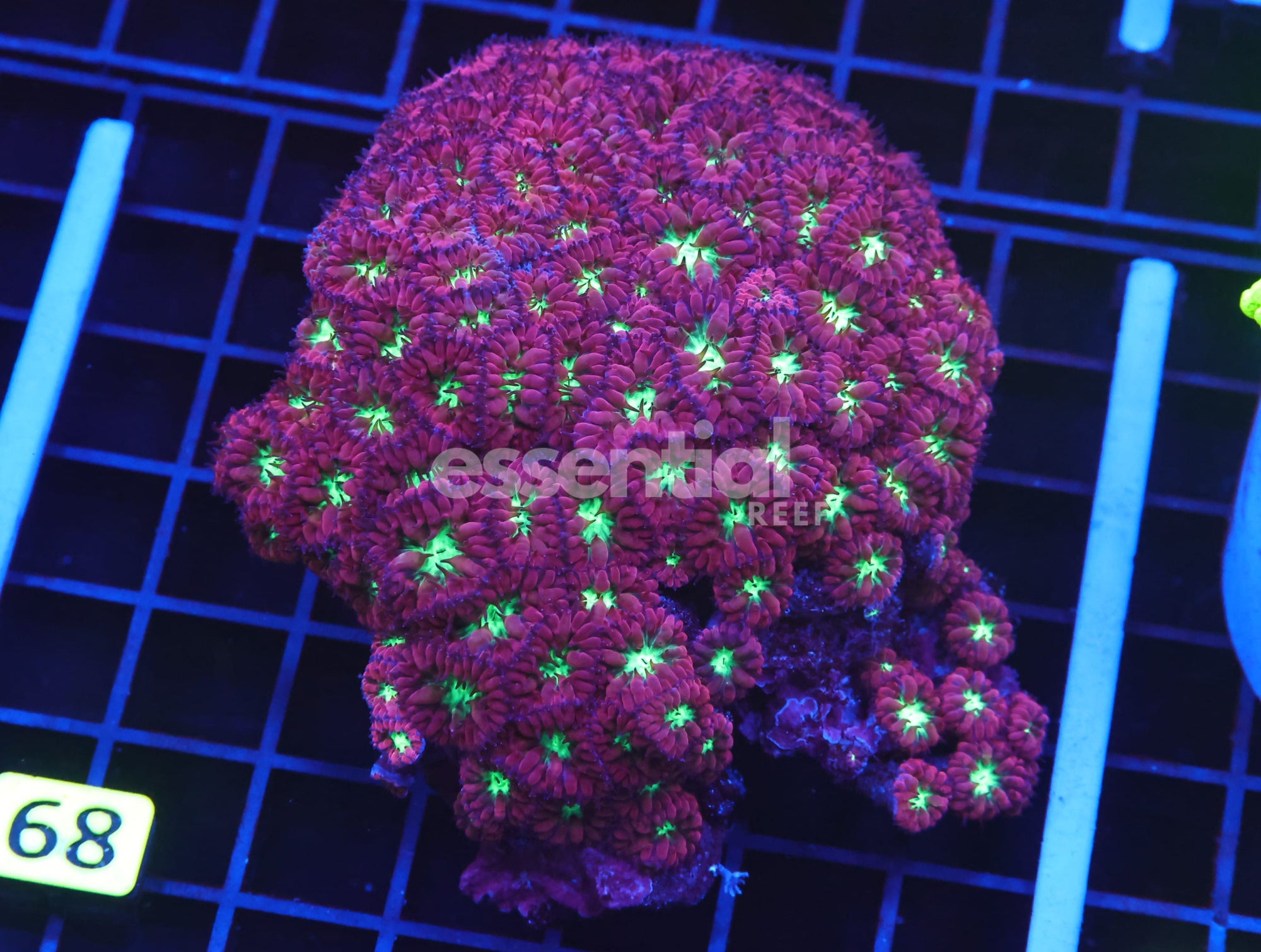 Watermarked - B68 -Ultra Blasto Merletti