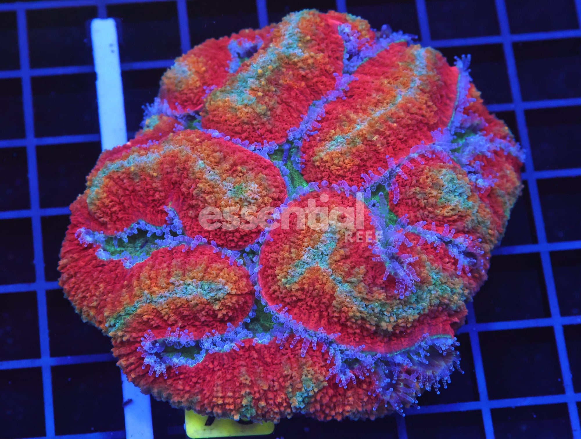 Watermarked - B70 -Indo Dragon Fire Symphyllia