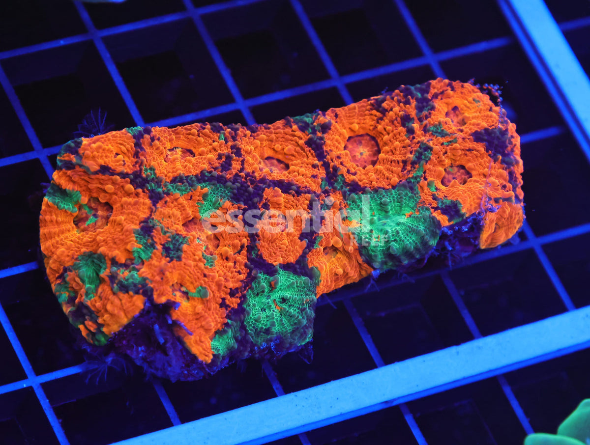 Watermarked - B72 -Indo Orange Dream Acan Echinata