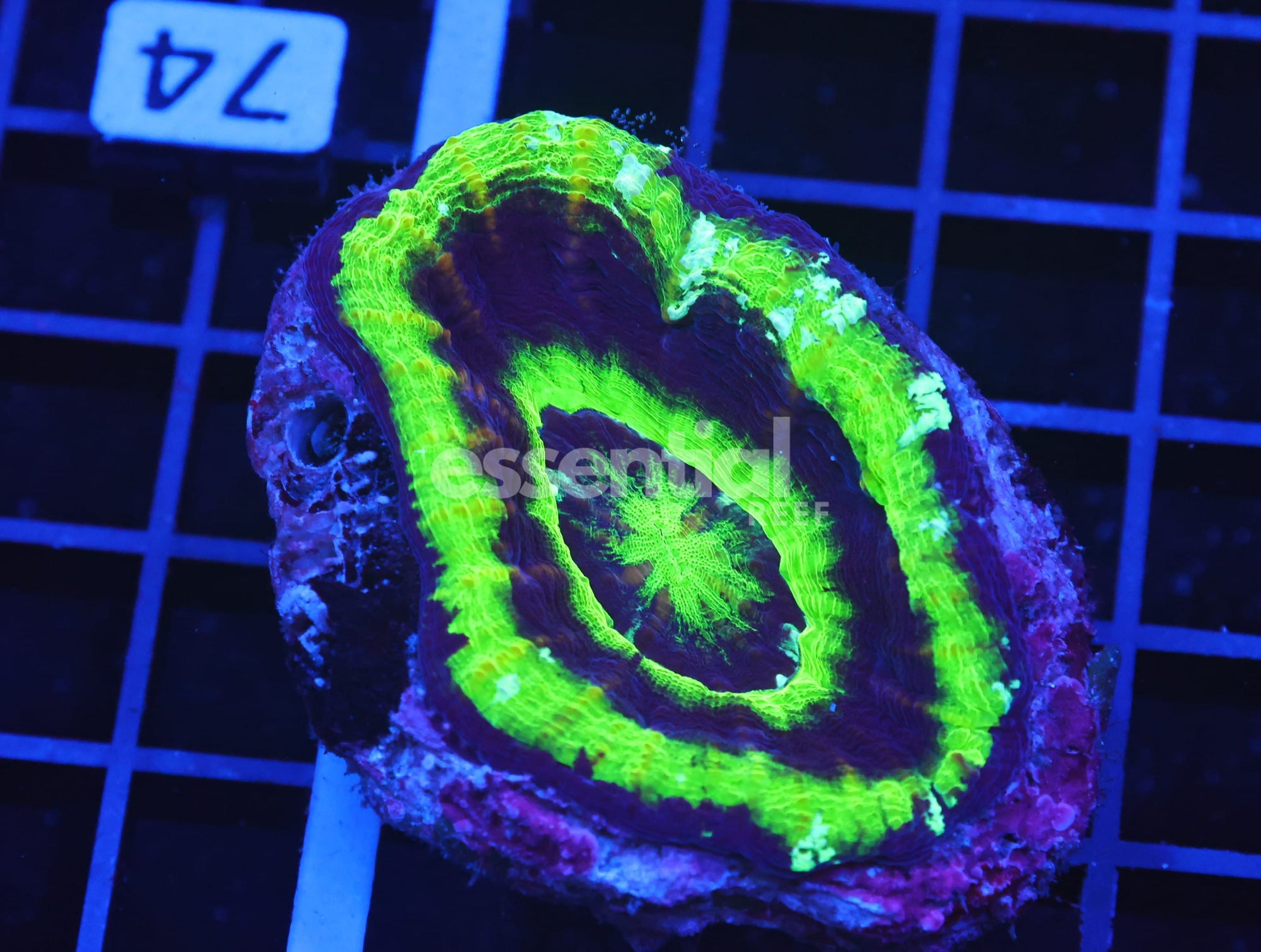Watermarked - B73 -Aussie Ufo Scolymia Australis