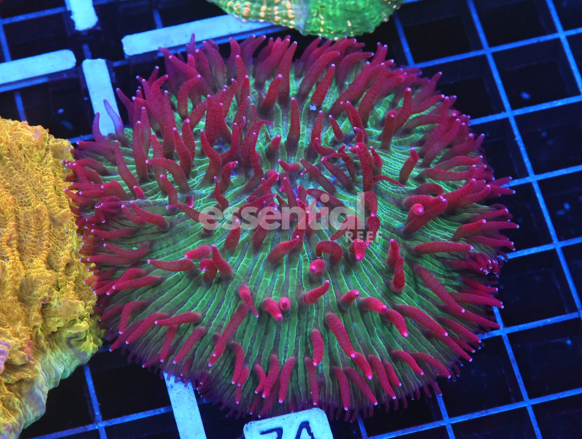 Watermarked - B74 -INDO WATERMELON JOLLY RANCHER DIASERIS
