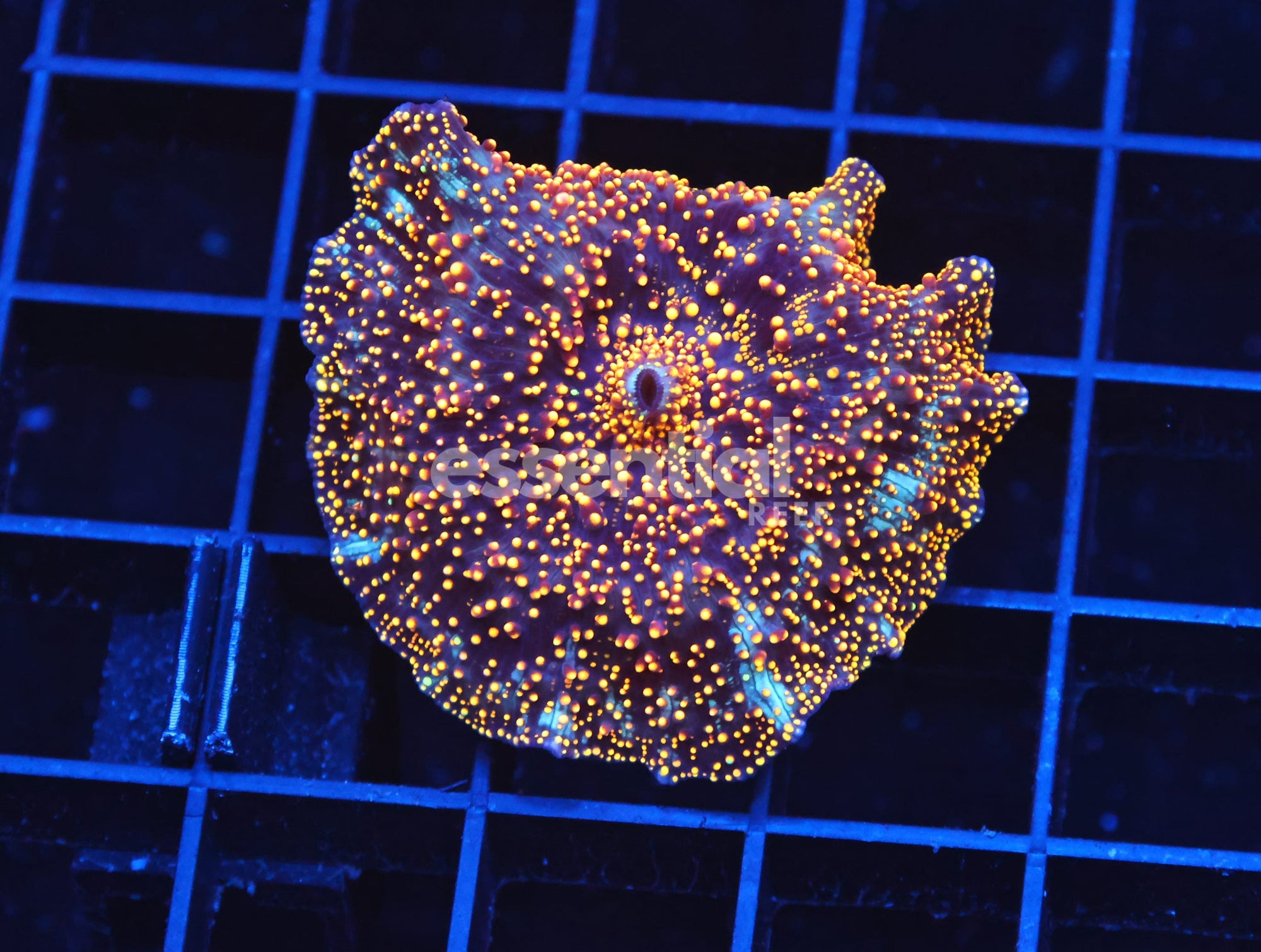 Watermarked - B75 -INTERSTELLAR DISCO MUSHROOM CULTURED